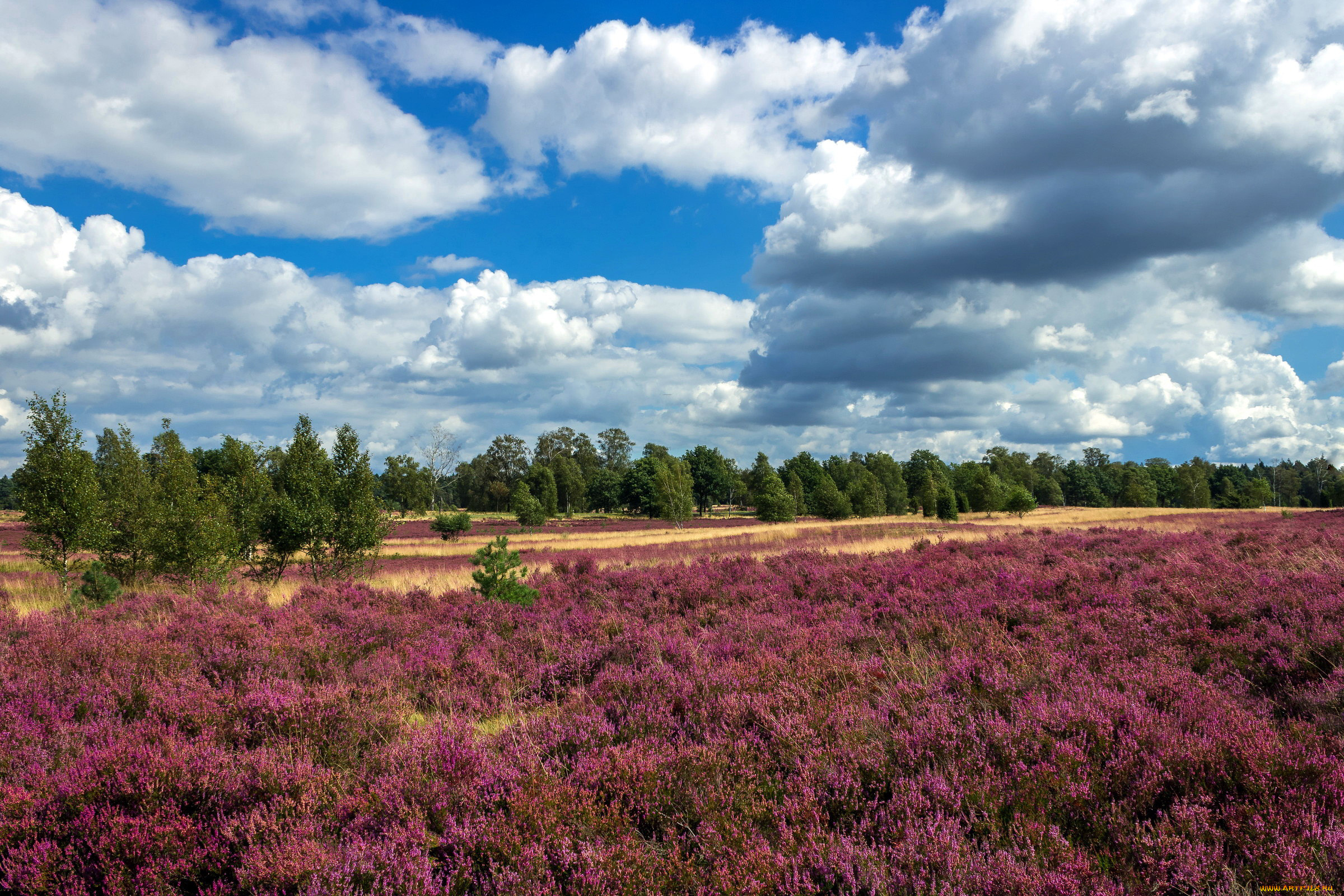 природа, луга, вересковая, луг, пустошь