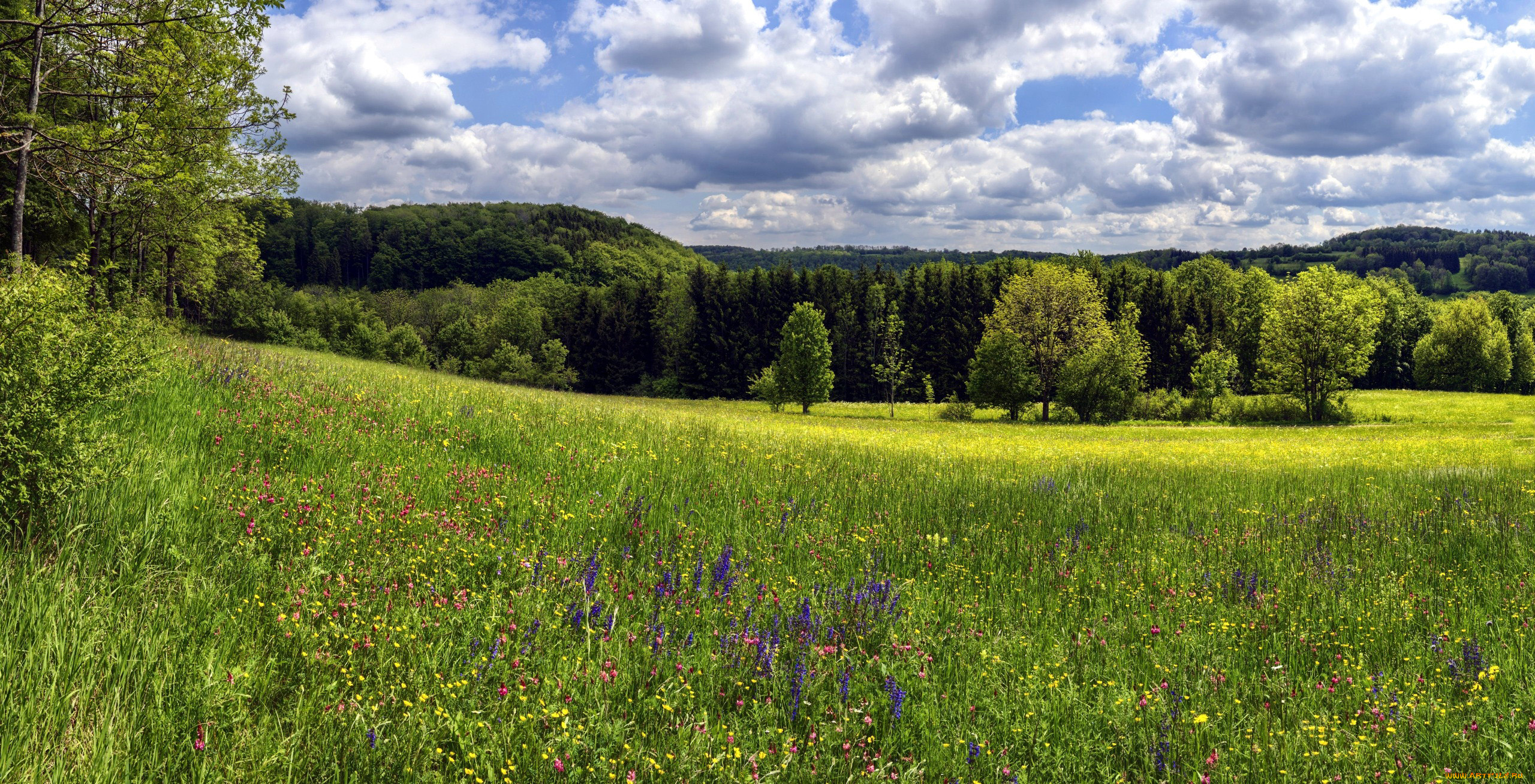 природа, луга, луг