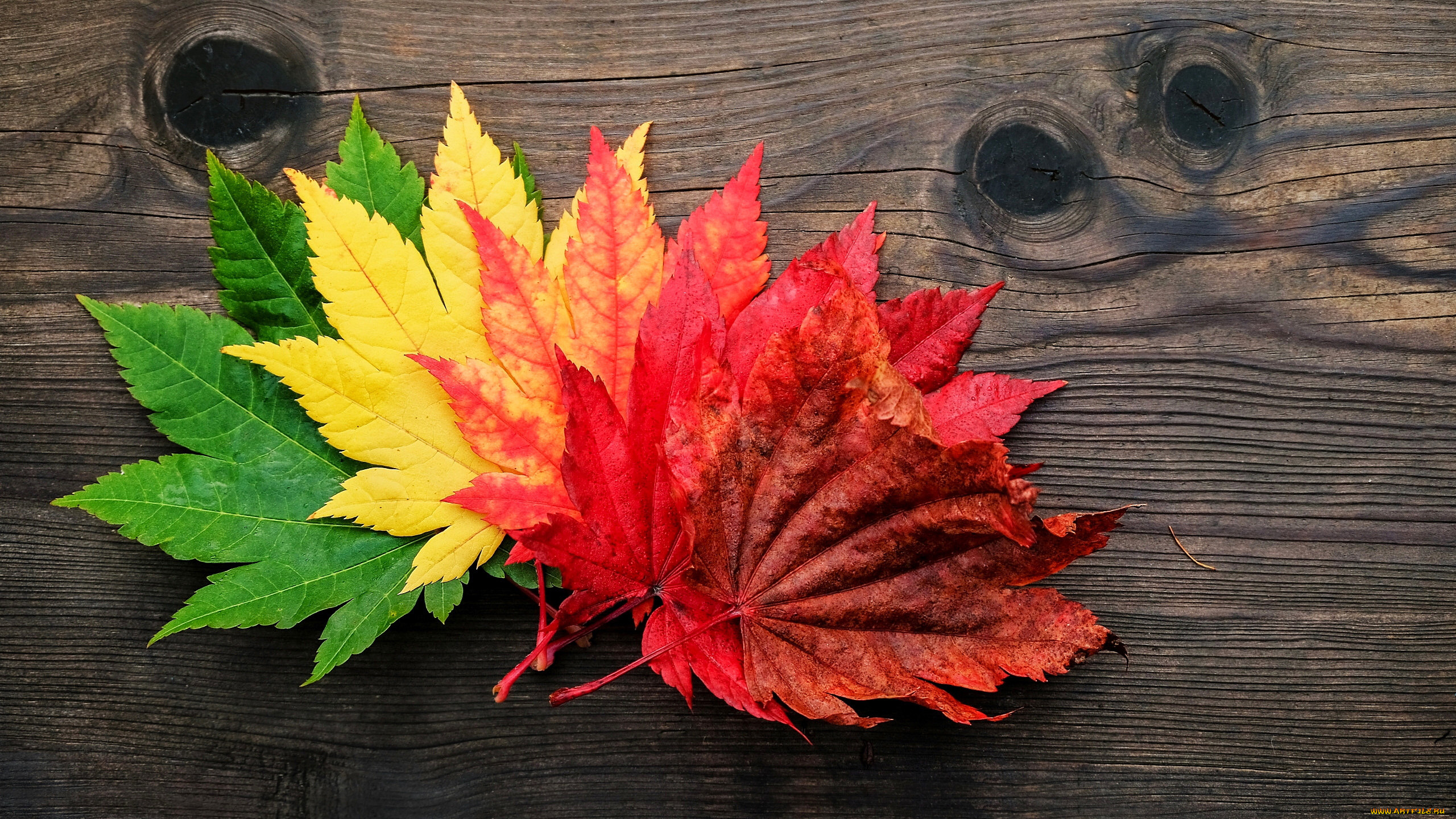 природа, листья, осень, яркие