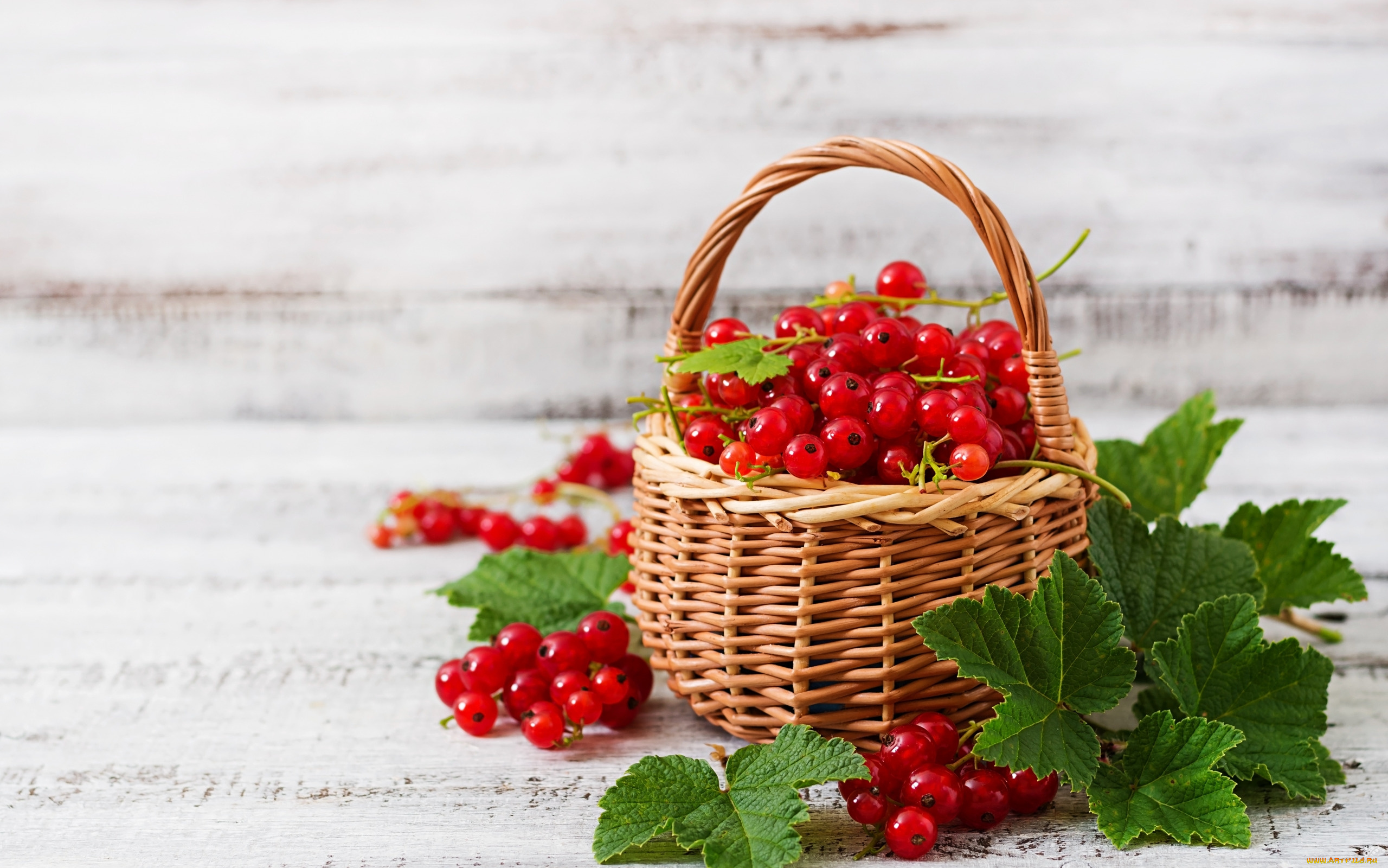 еда, смородина, корзинка, ягоды, красная