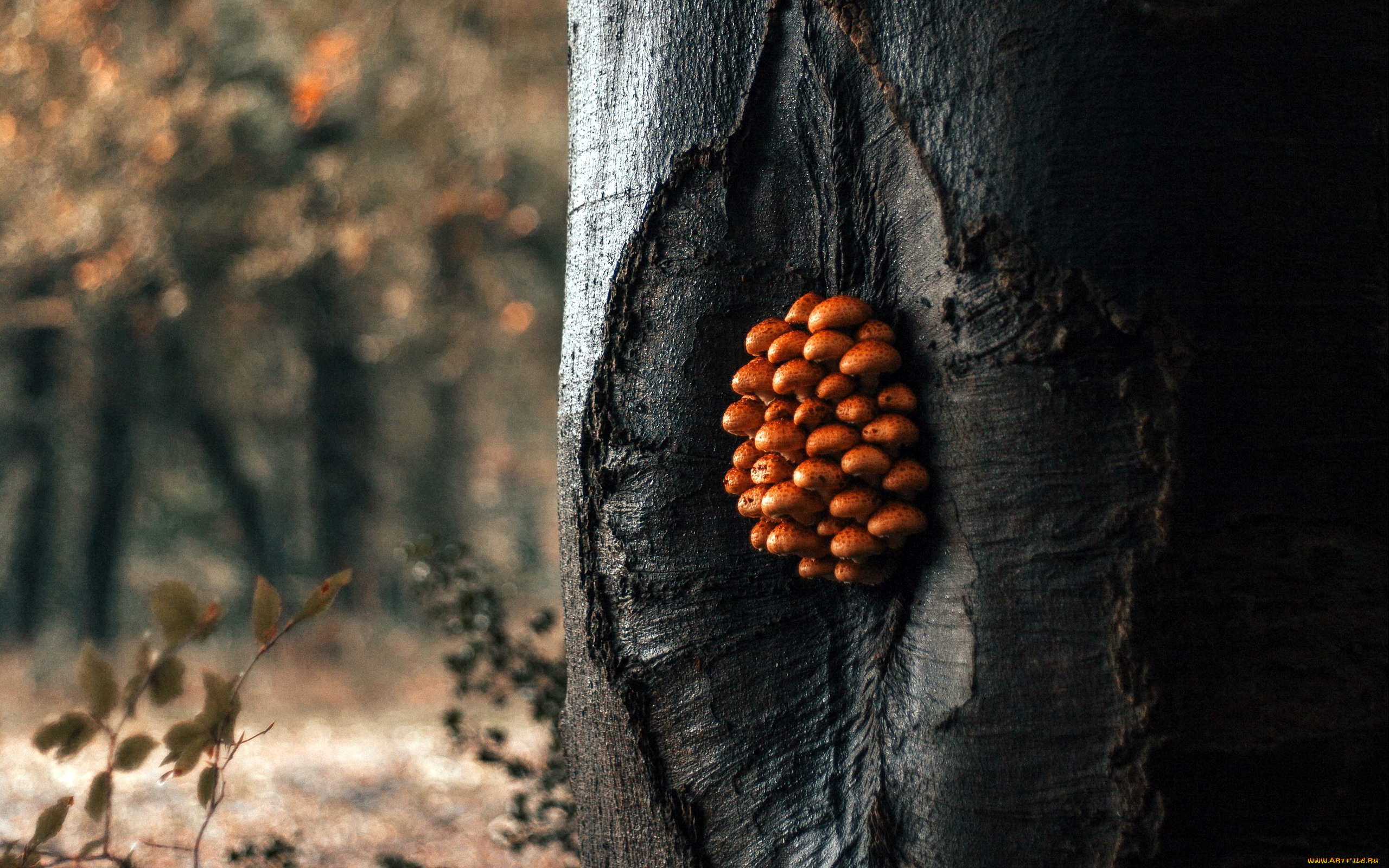 природа, грибы, грибная, семейка