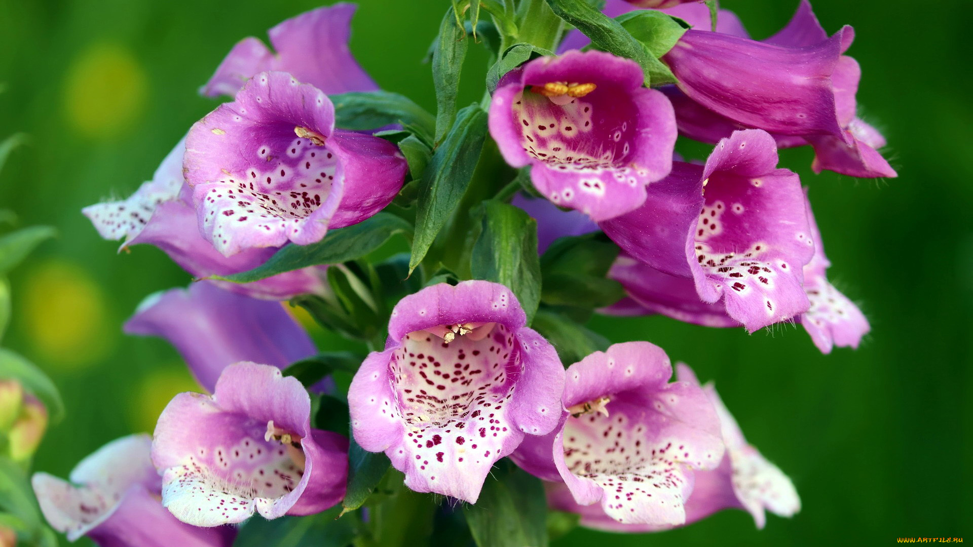 цветы, дигиталис, , наперстянка