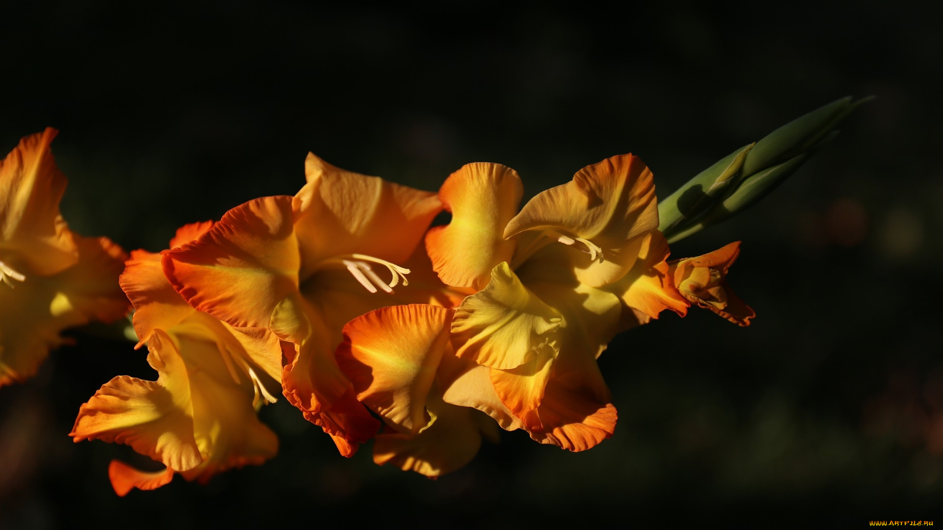 цветы, гладиолусы, гладиолус