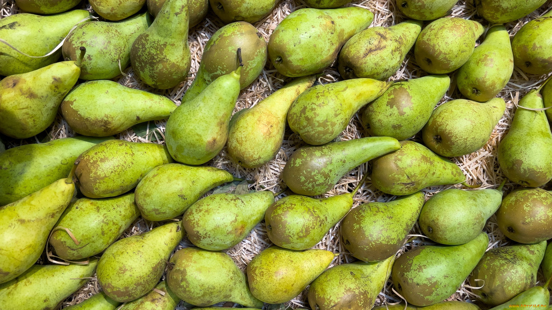 еда, груши, зеленые, урожай, много