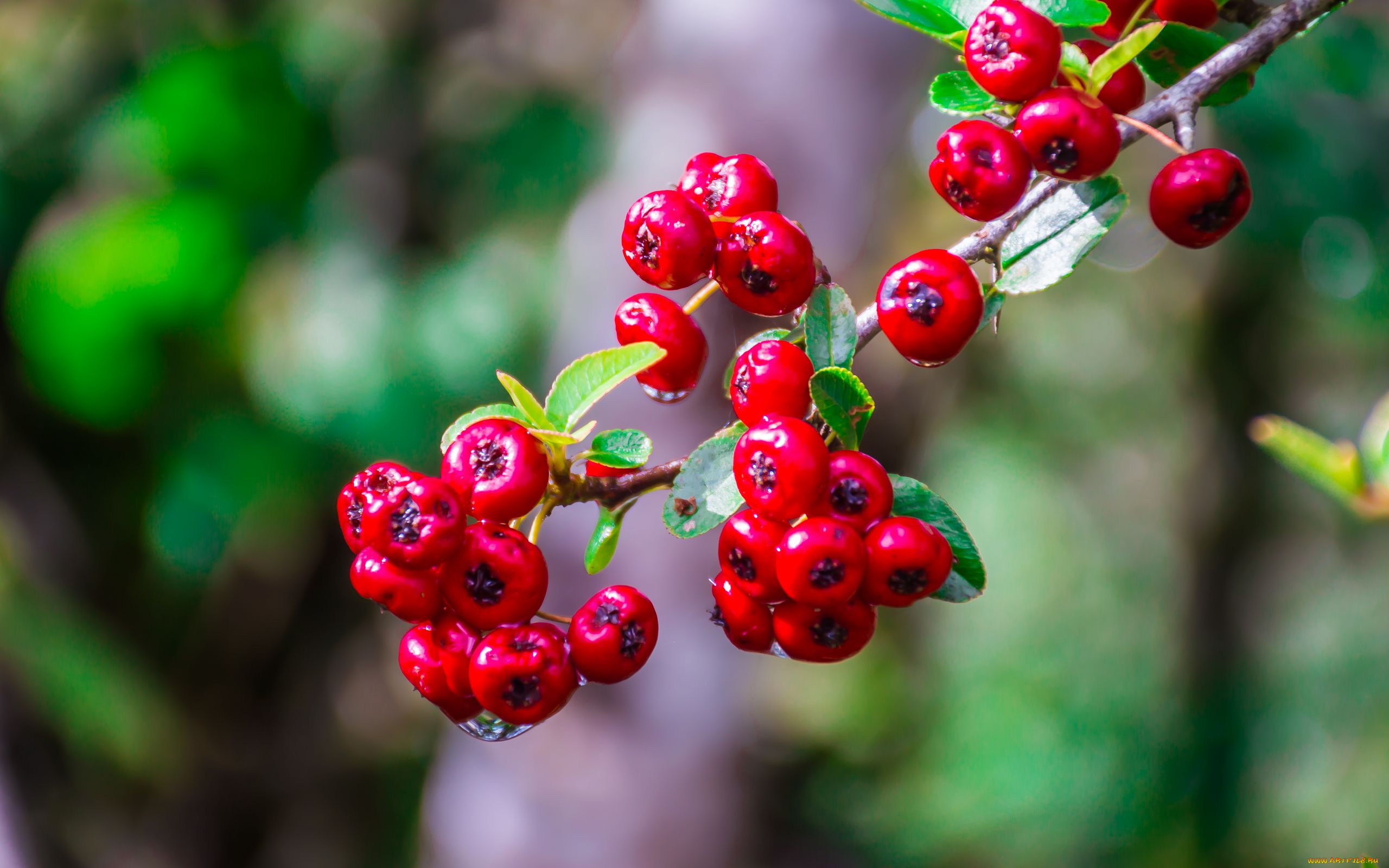 природа, ягоды, боярышник