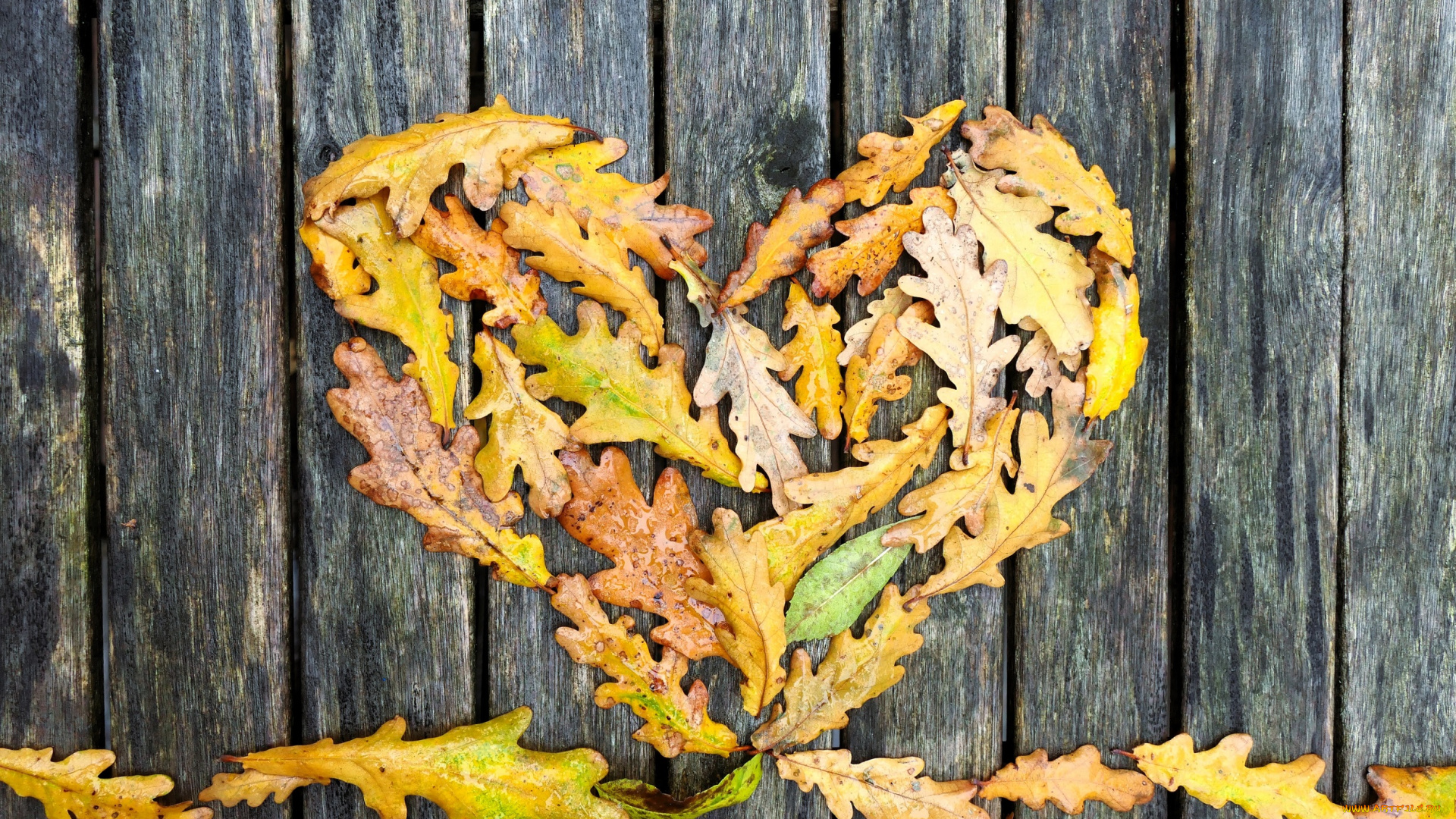 природа, листья, осень, дуб