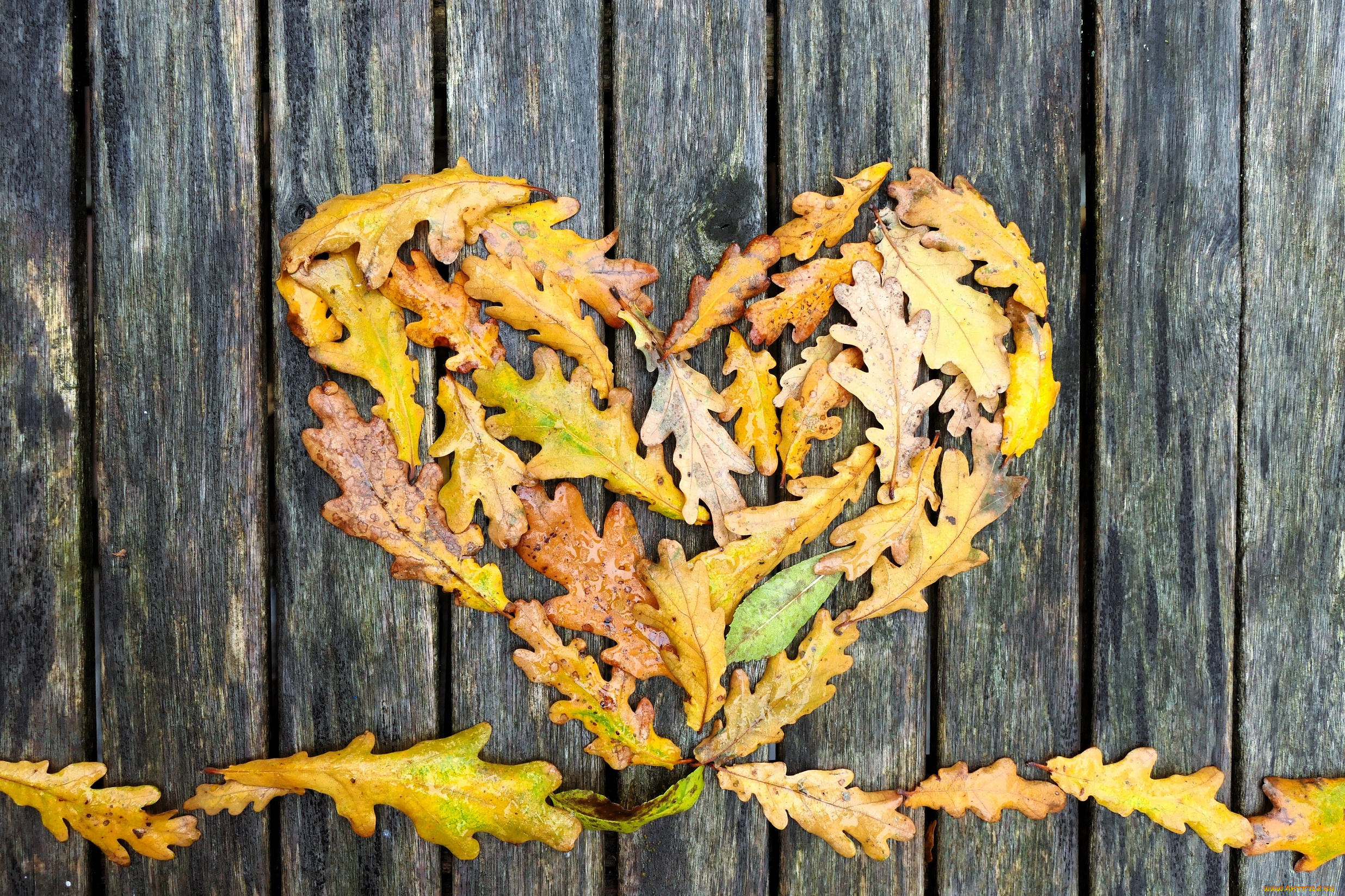 природа, листья, осень, дуб