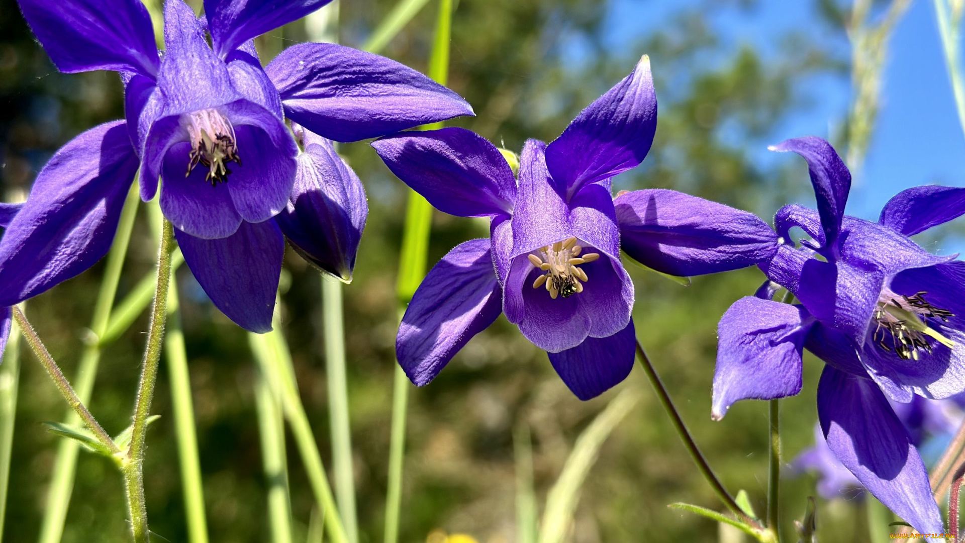цветы, аквилегия, , водосбор, синяя, аквилегия, макро