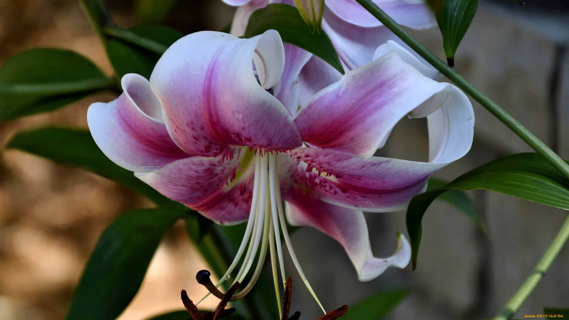 цветы, лилии, , лилейники, макро