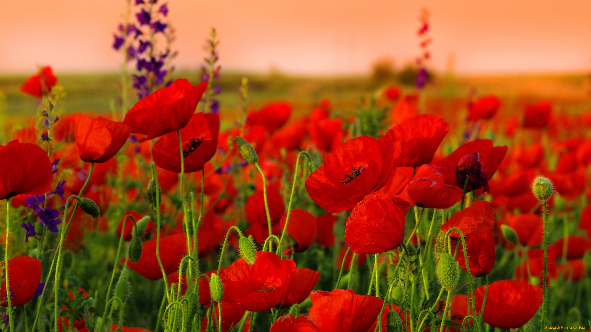 цветы, маки