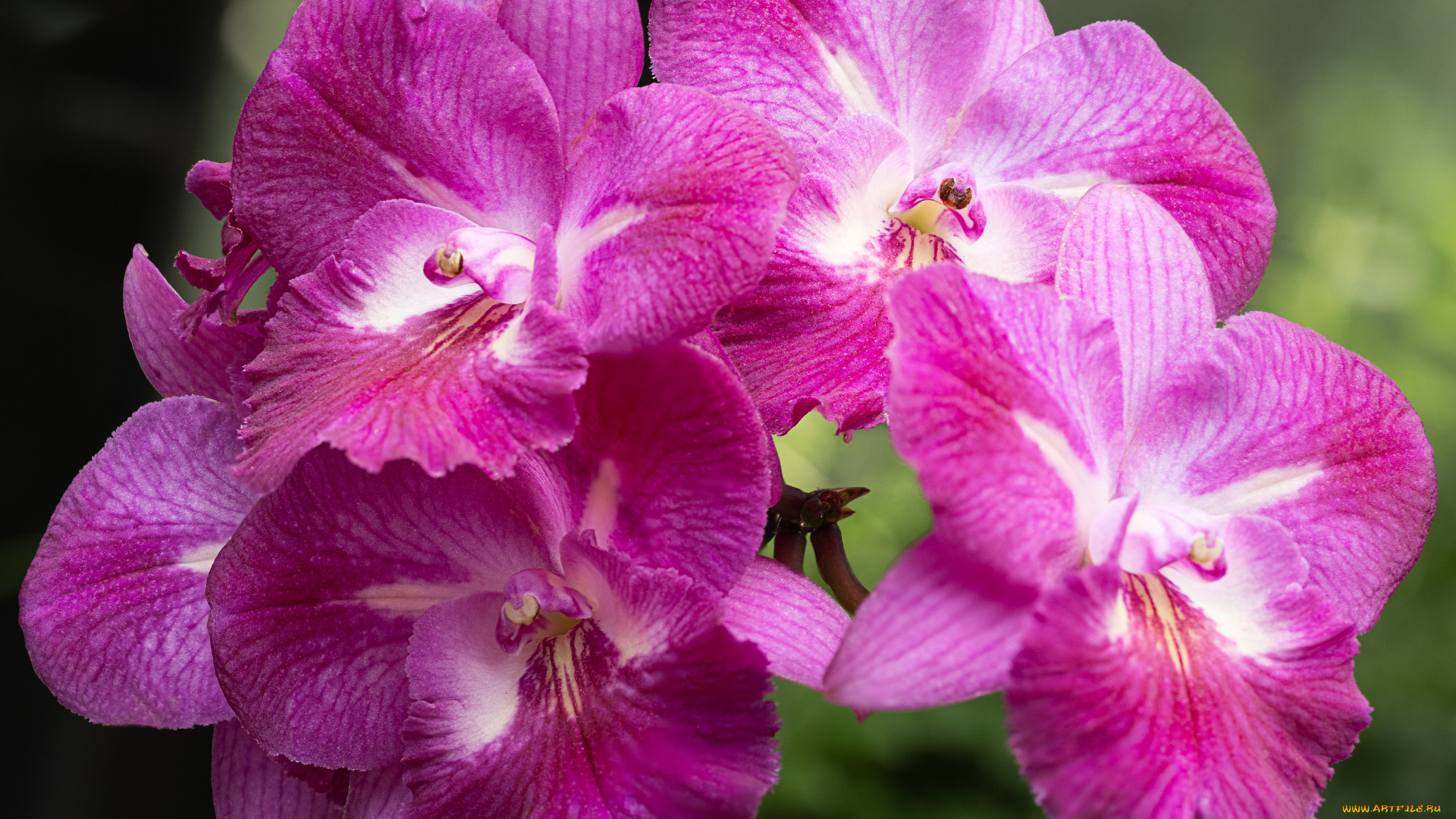 цветы, орхидеи