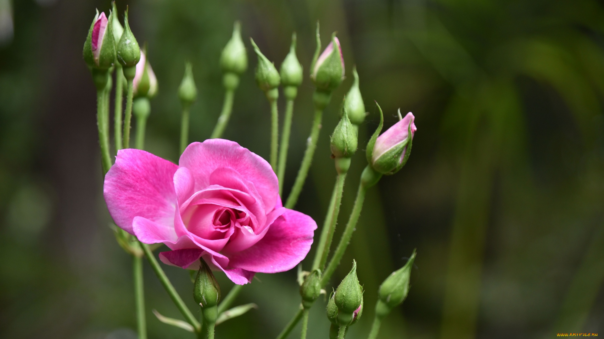 цветы, розы, розовая, роза, бутоны