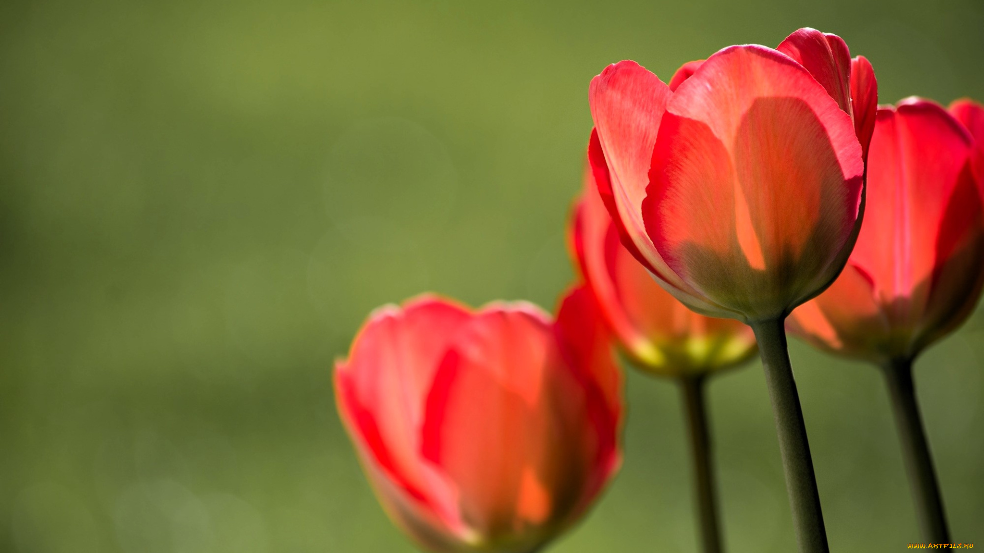 цветы, тюльпаны, красные