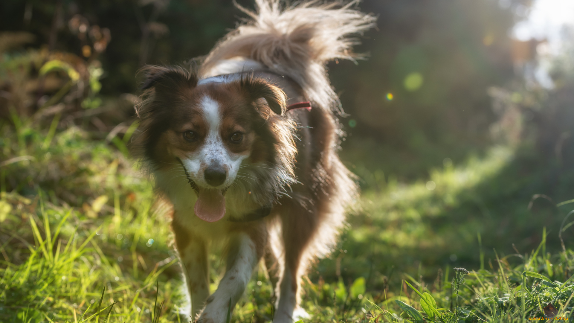 животные, собаки, собака