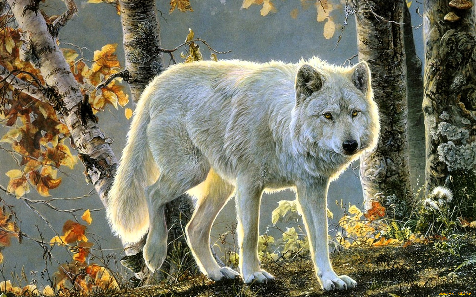 рисованное, животные, , волки, волк, белый, деревья, осень