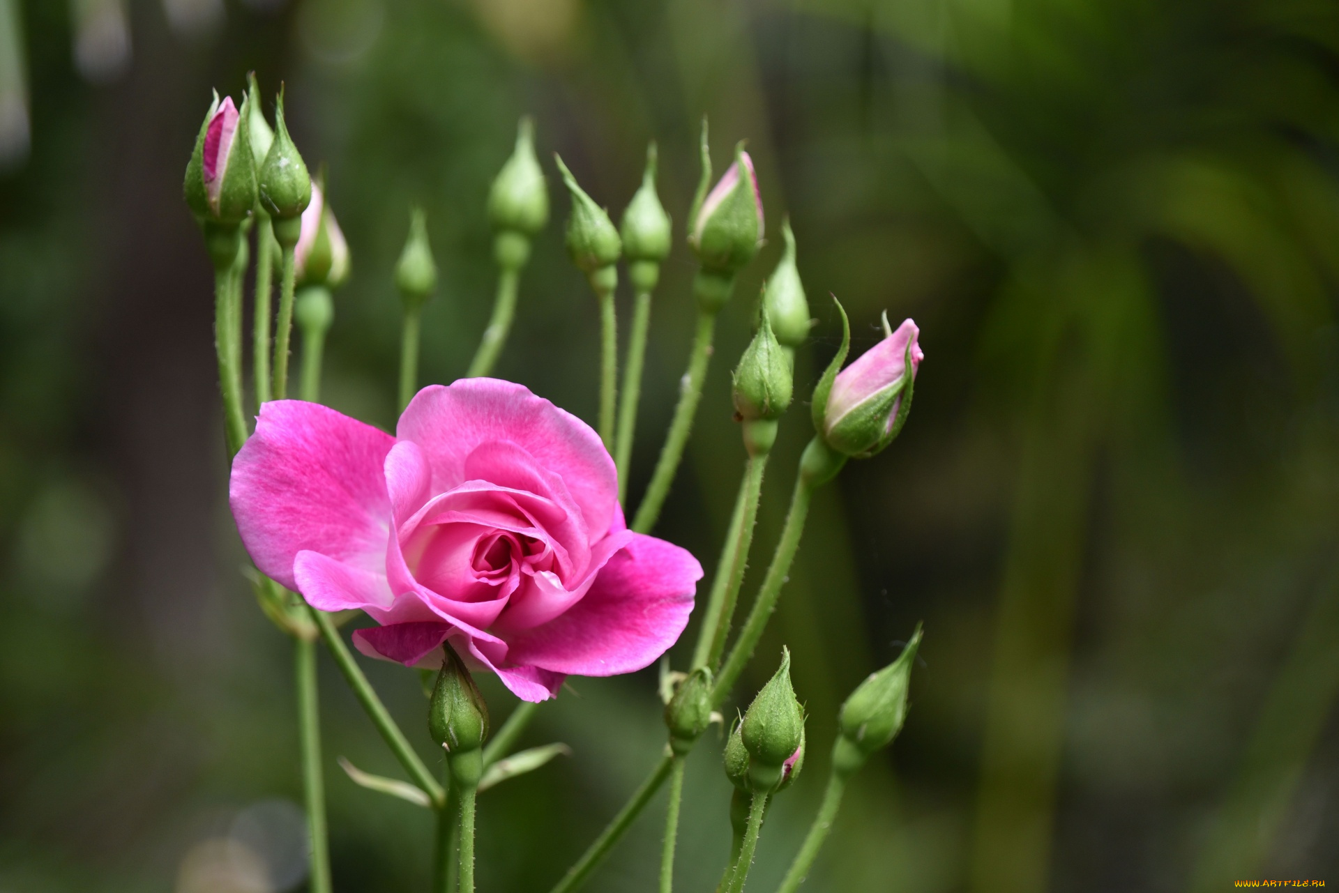 цветы, розы, розовая, роза, бутоны