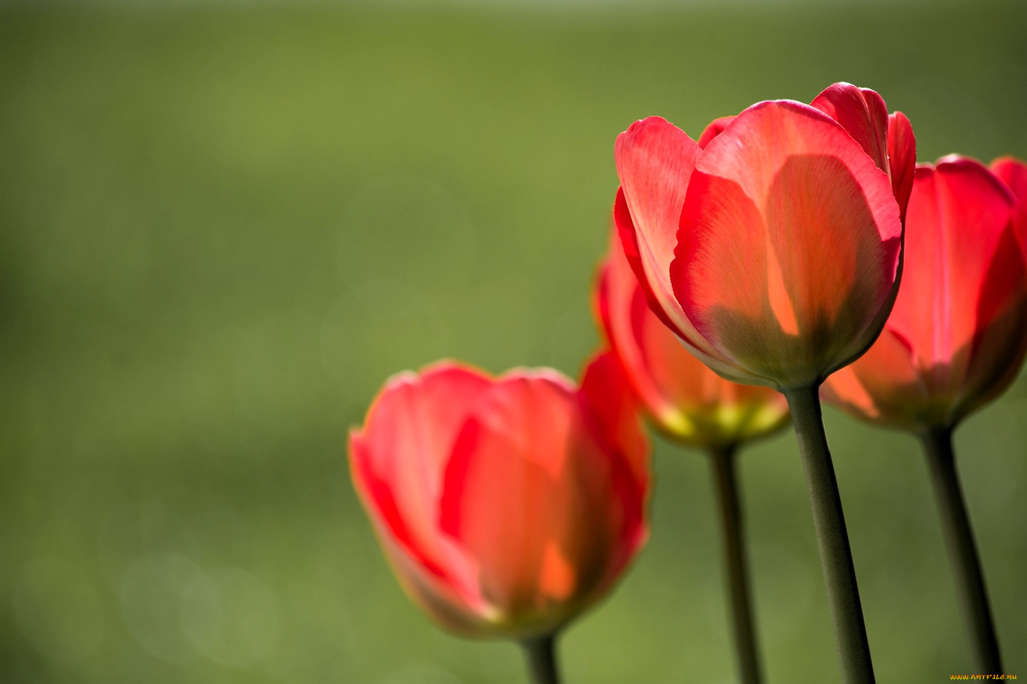 цветы, тюльпаны, красные