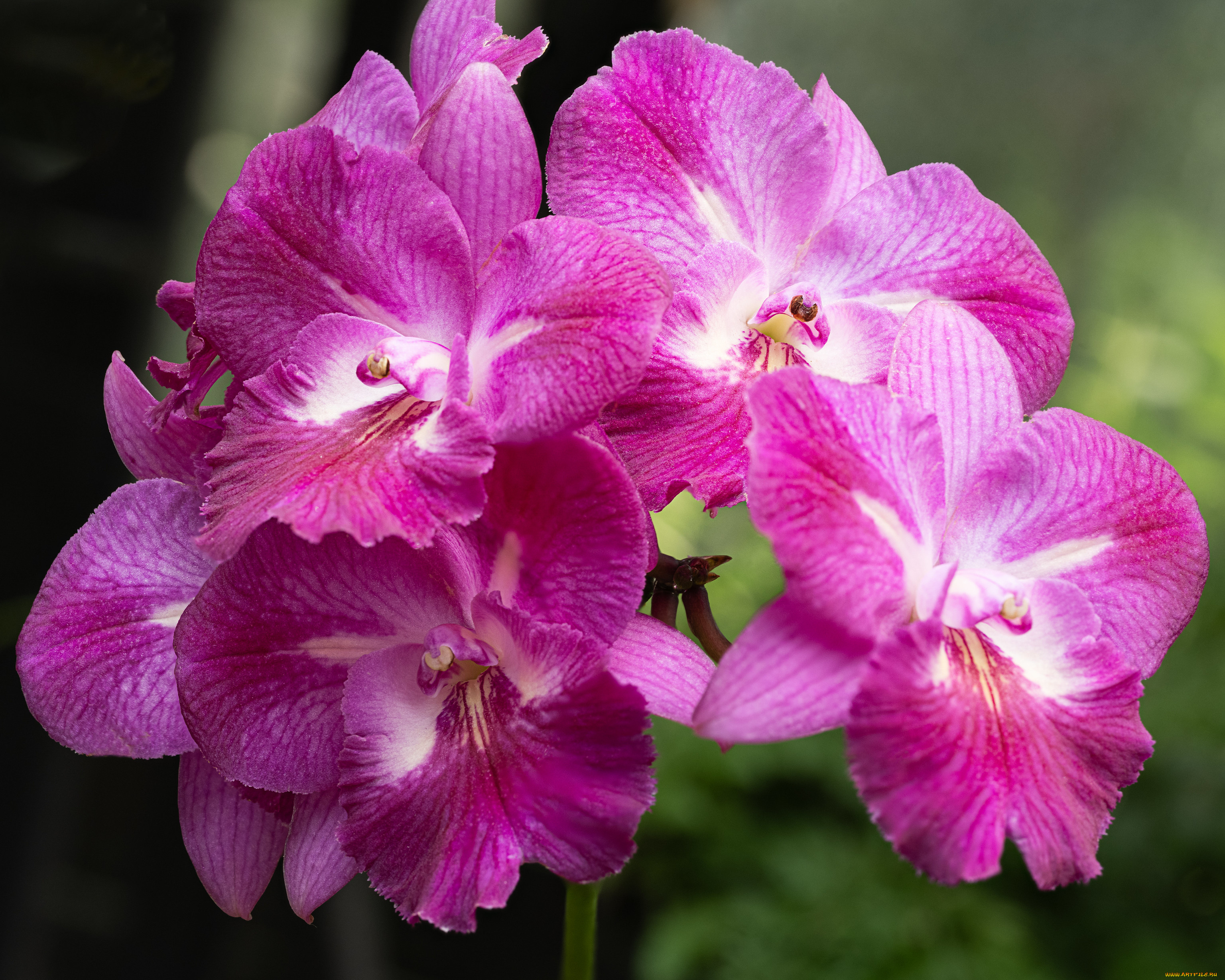 цветы, орхидеи