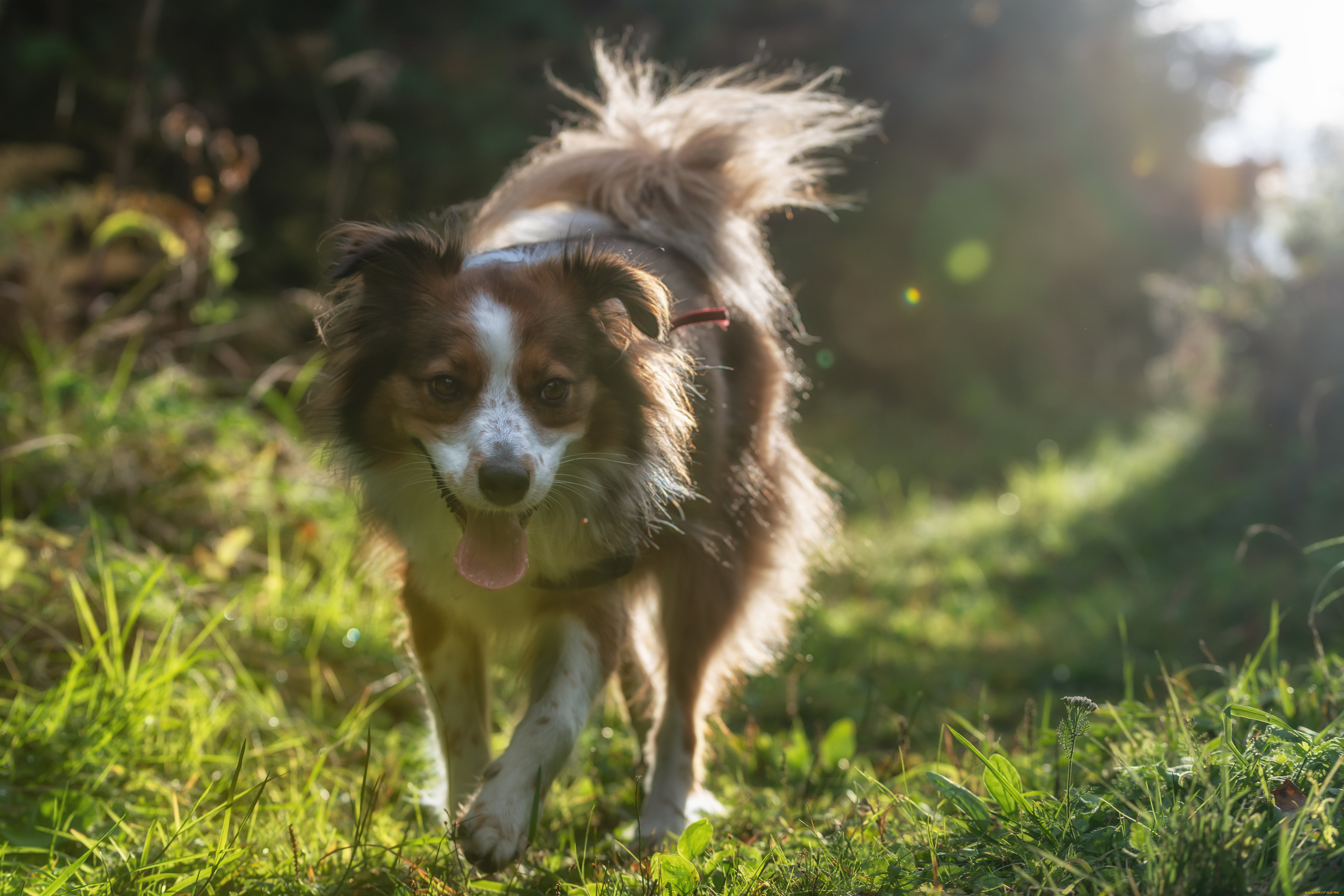 животные, собаки, собака