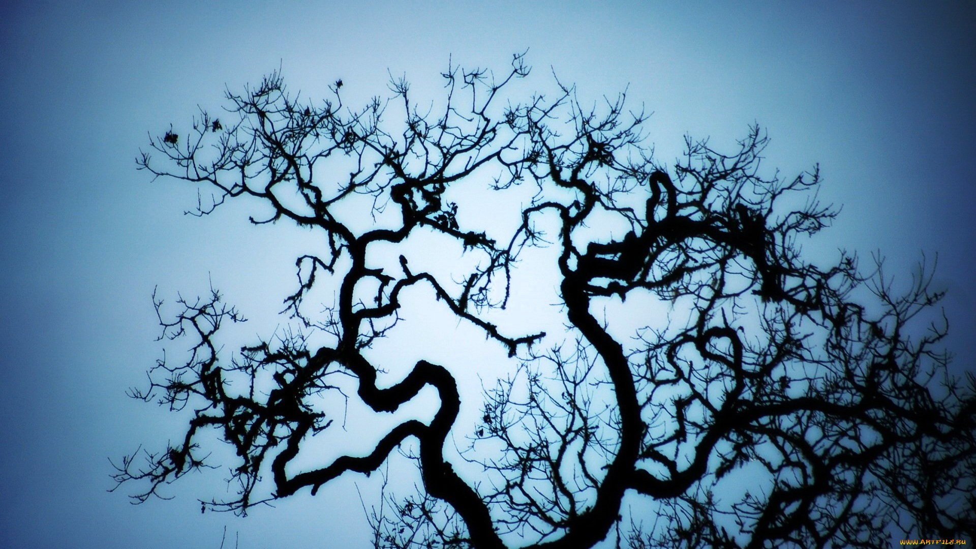 природа, деревья, небо, дерево, ветки, силуэт