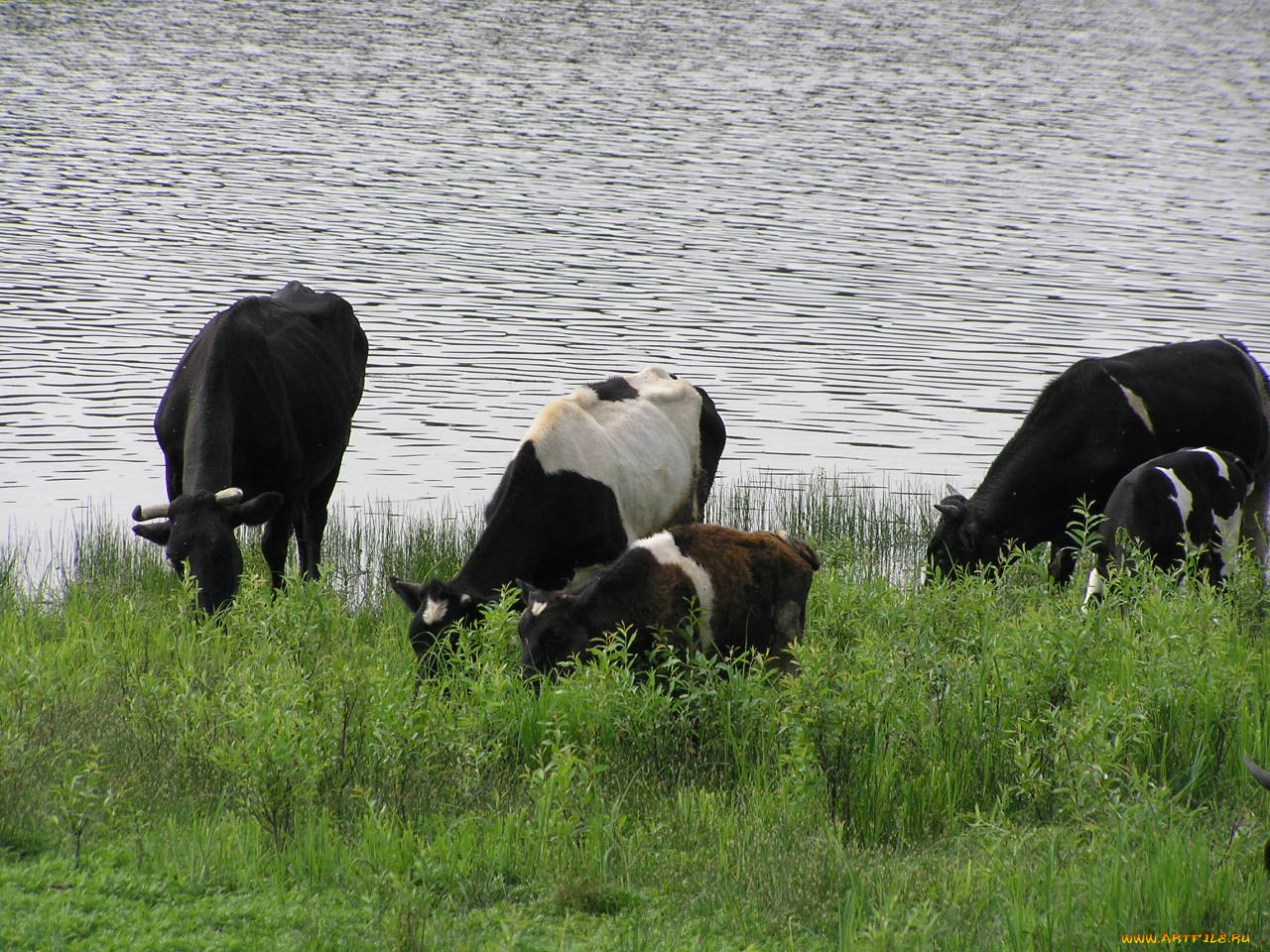 животные, коровы, буйволы