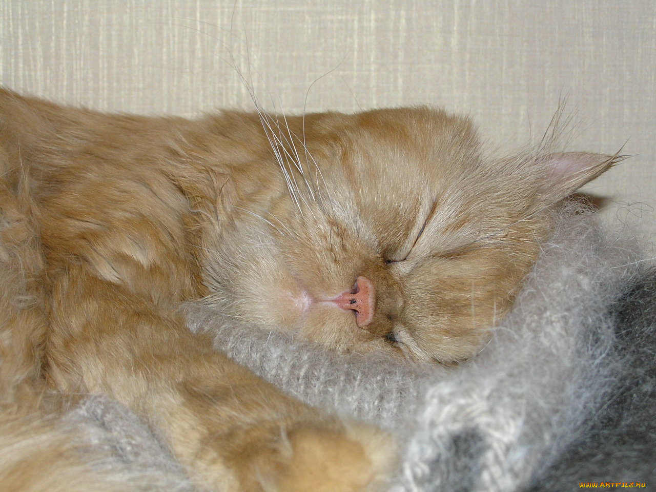 животные, коты