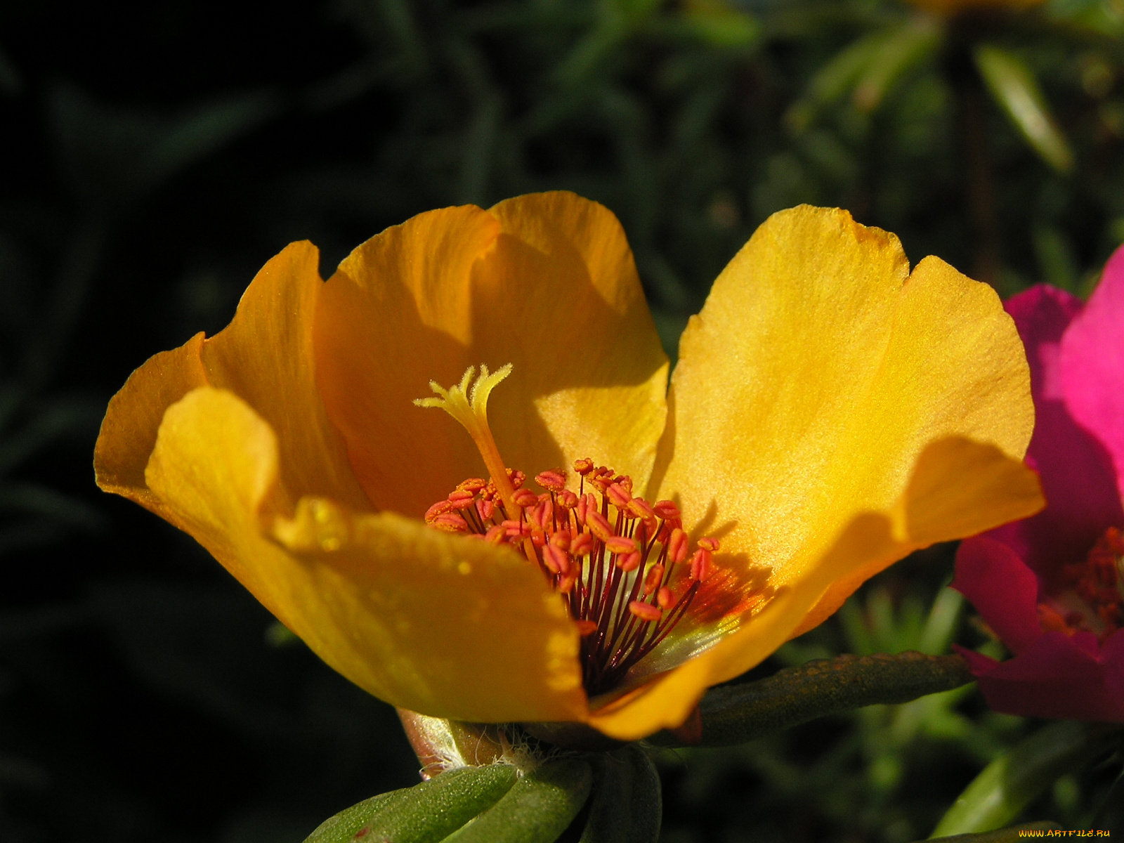 цветы, портулак