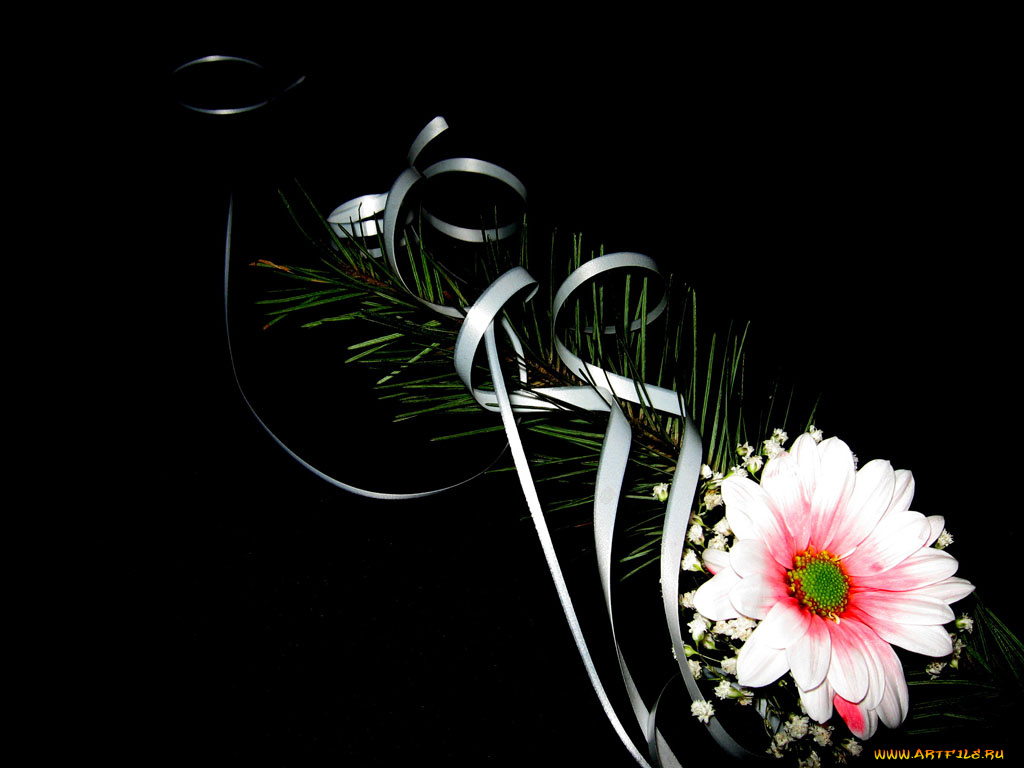 цветы, хризантемы