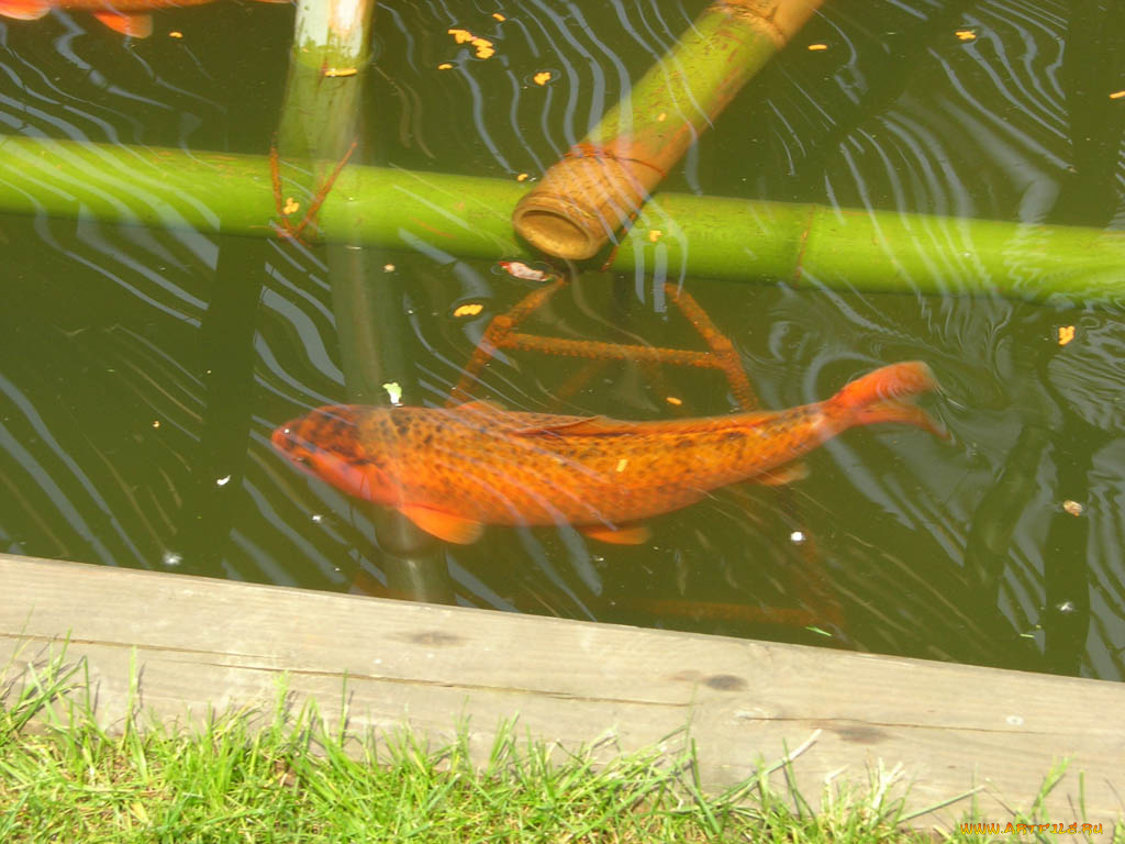 животные, рыбы