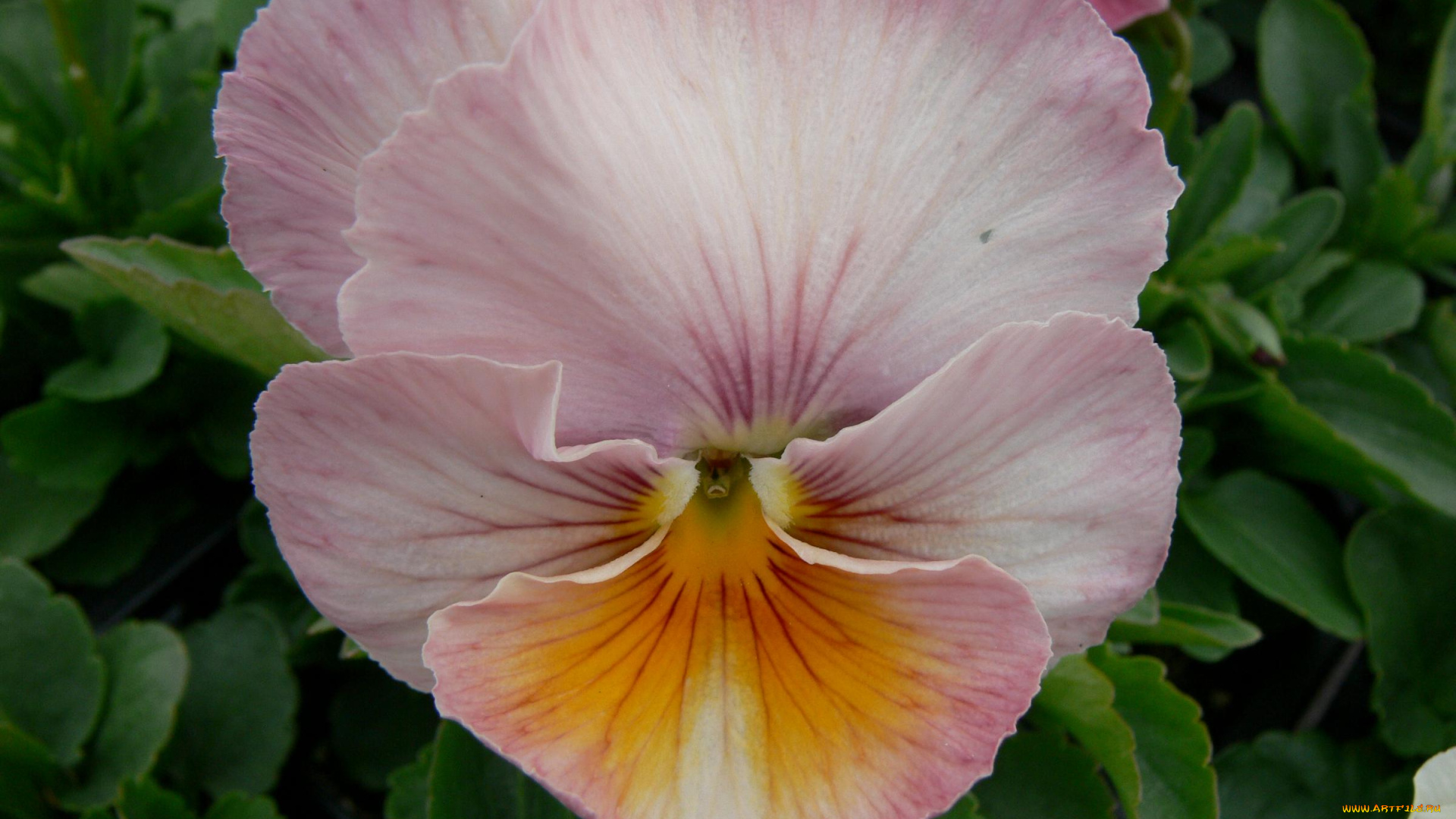 цветы, анютины, глазки, садовые, фиалки