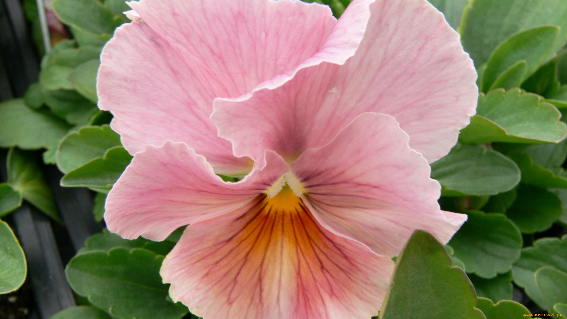 цветы, анютины, глазки, садовые, фиалки