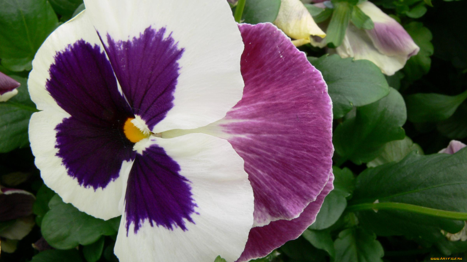 цветы, анютины, глазки, садовые, фиалки