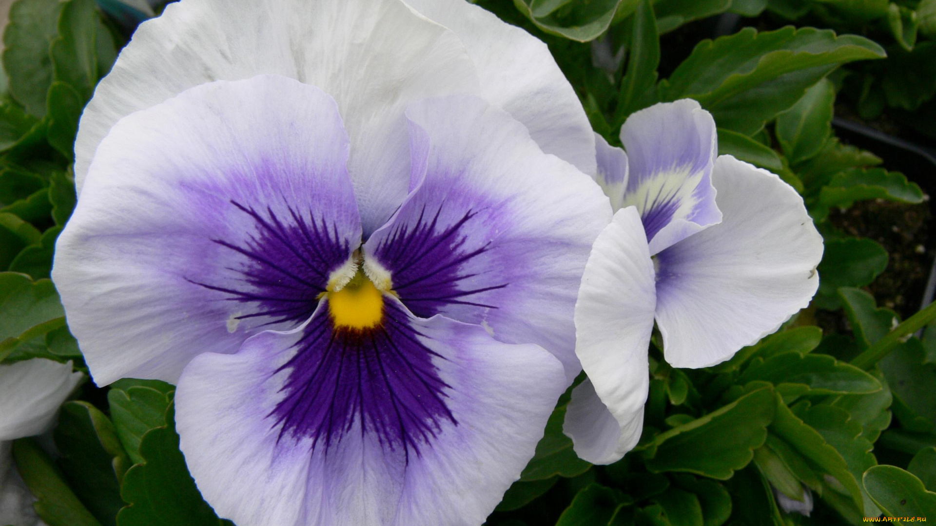 цветы, анютины, глазки, садовые, фиалки