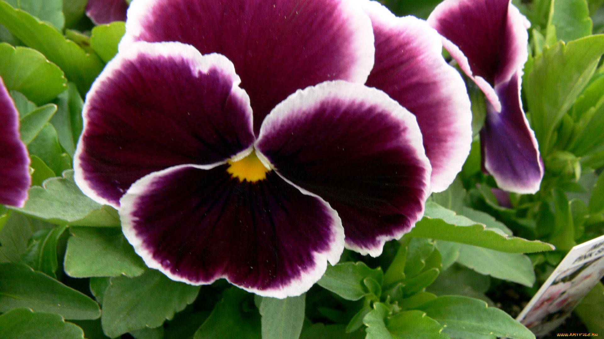 цветы, анютины, глазки, садовые, фиалки