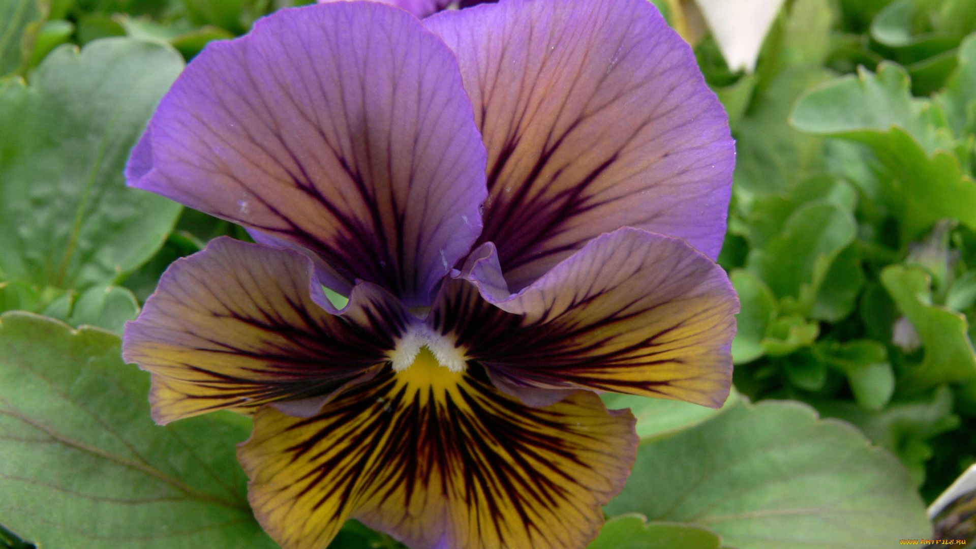 цветы, анютины, глазки, садовые, фиалки