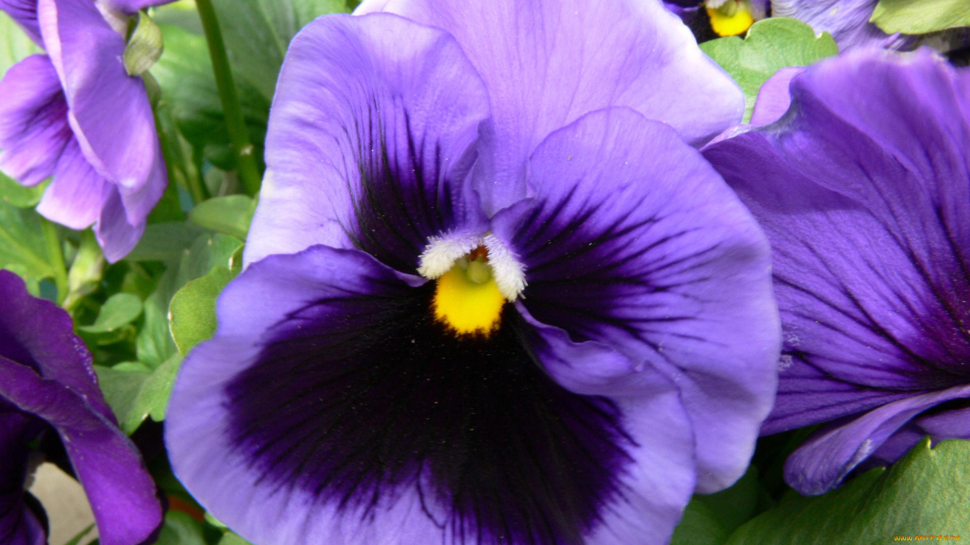 цветы, анютины, глазки, садовые, фиалки