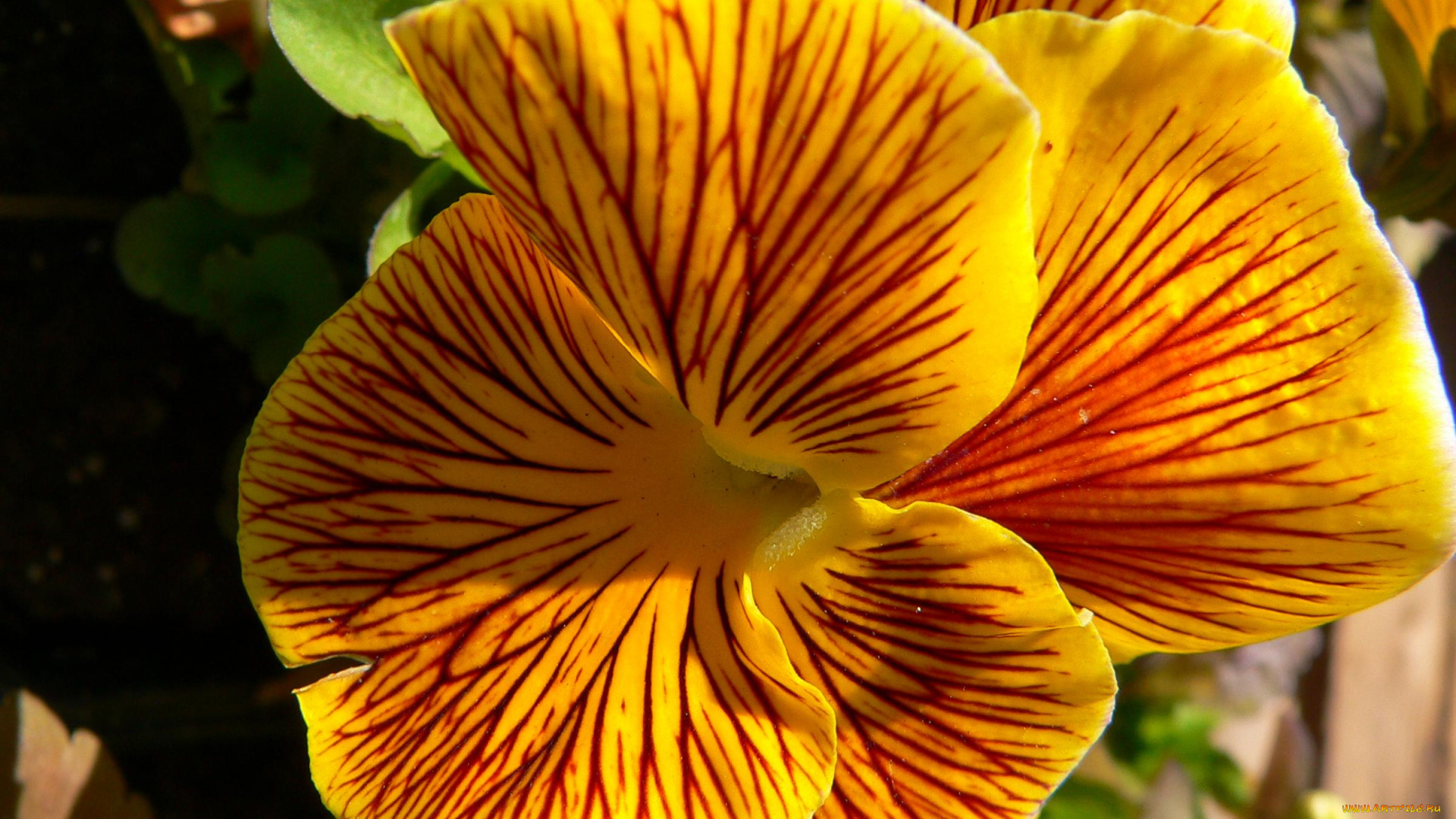 цветы, анютины, глазки, садовые, фиалки