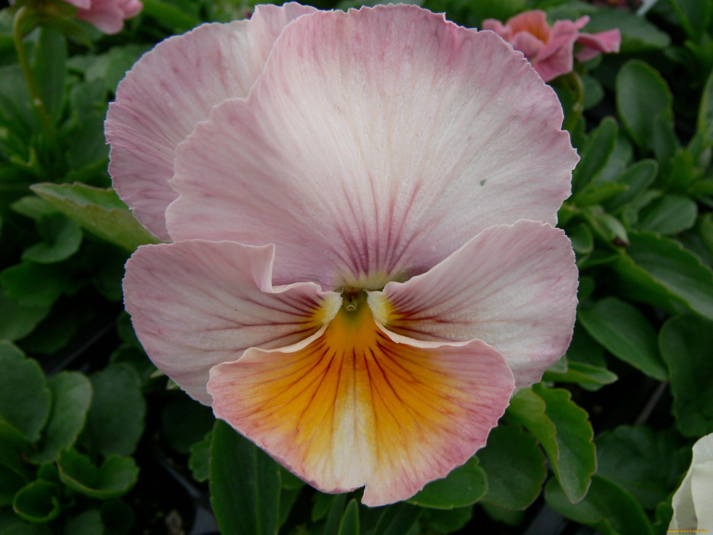 цветы, анютины, глазки, садовые, фиалки