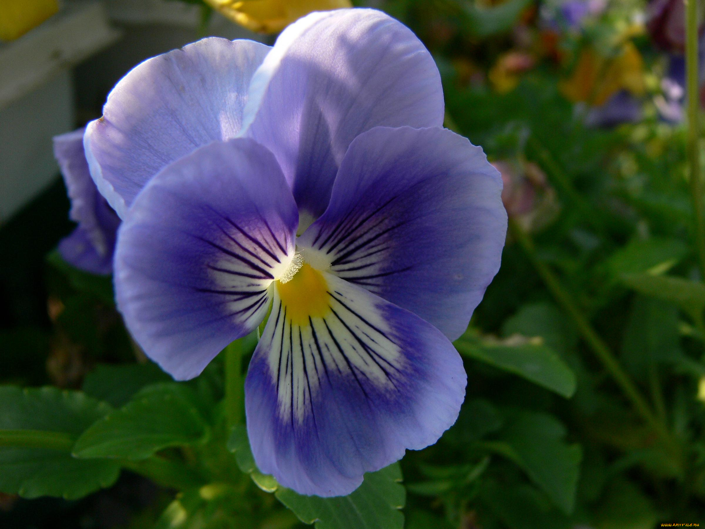 цветы, анютины, глазки, садовые, фиалки