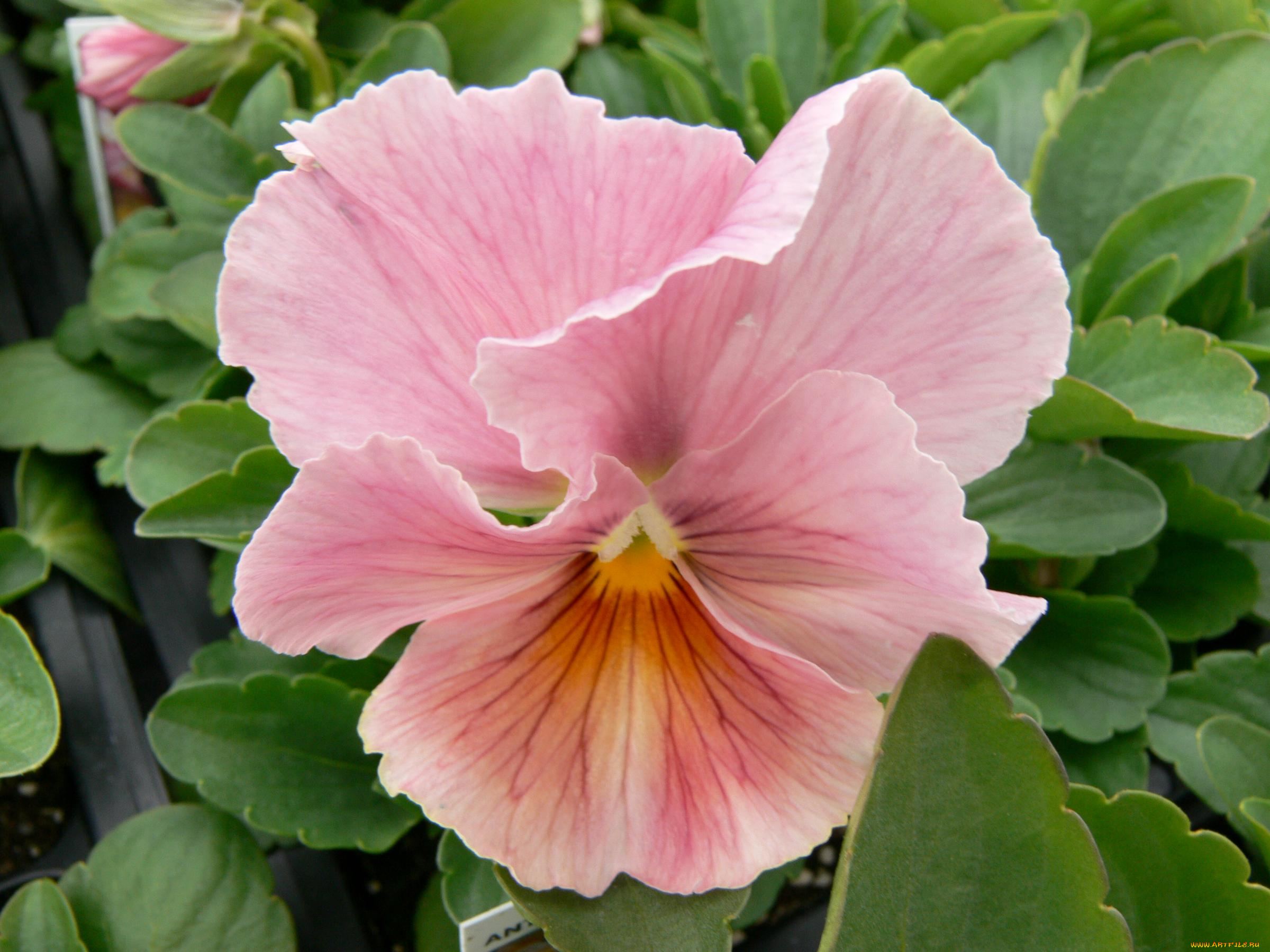 цветы, анютины, глазки, садовые, фиалки