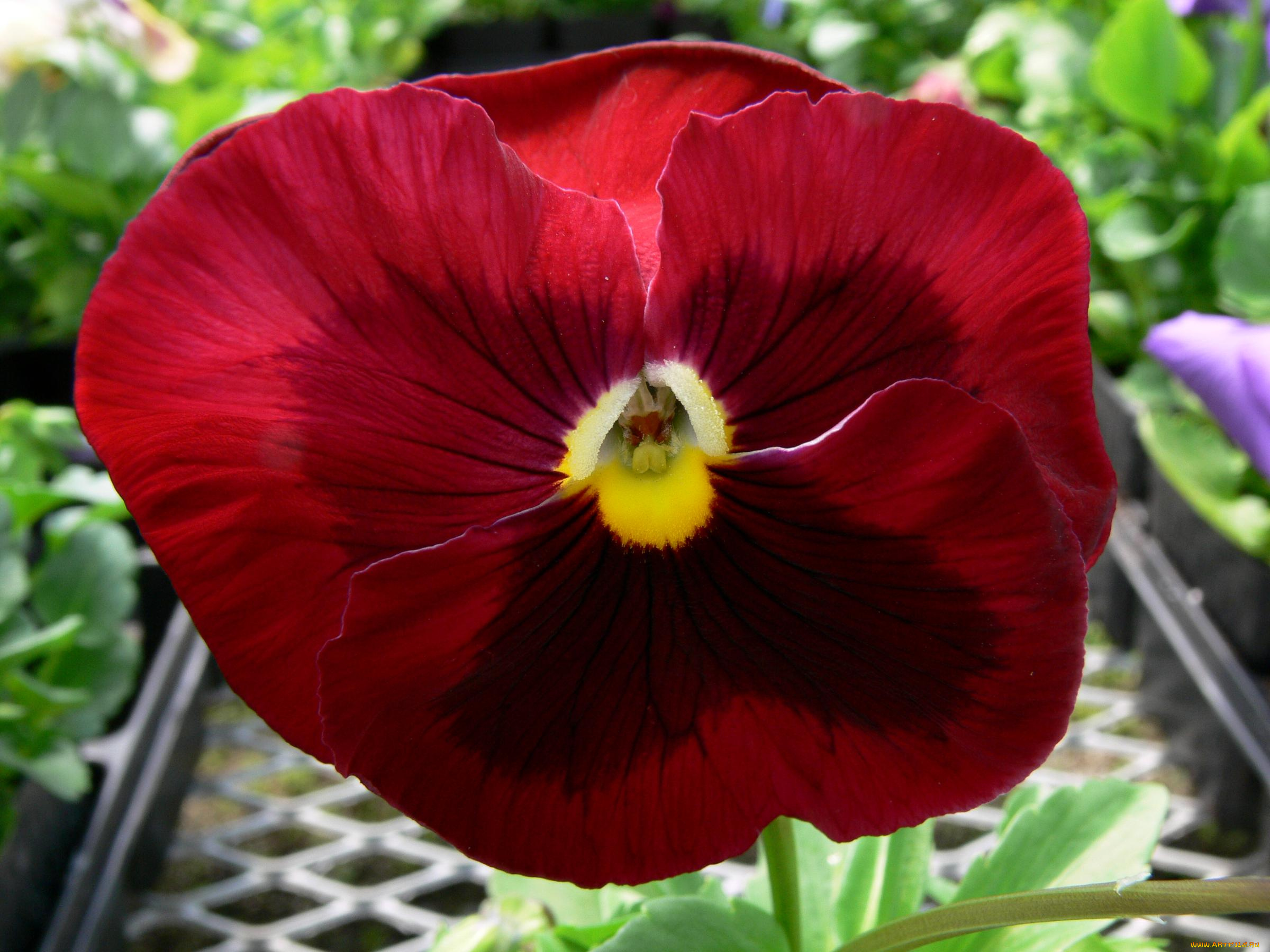 цветы, анютины, глазки, садовые, фиалки