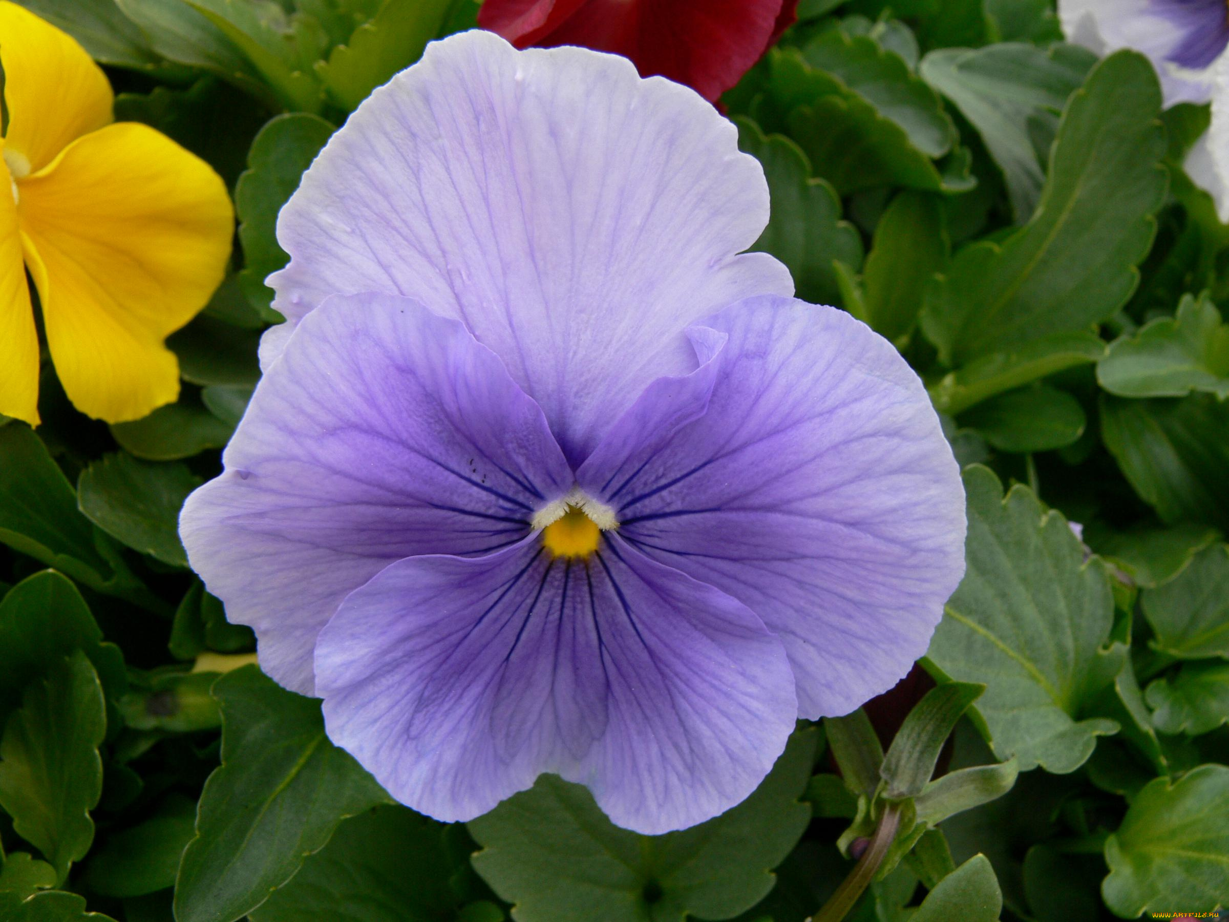 цветы, анютины, глазки, садовые, фиалки