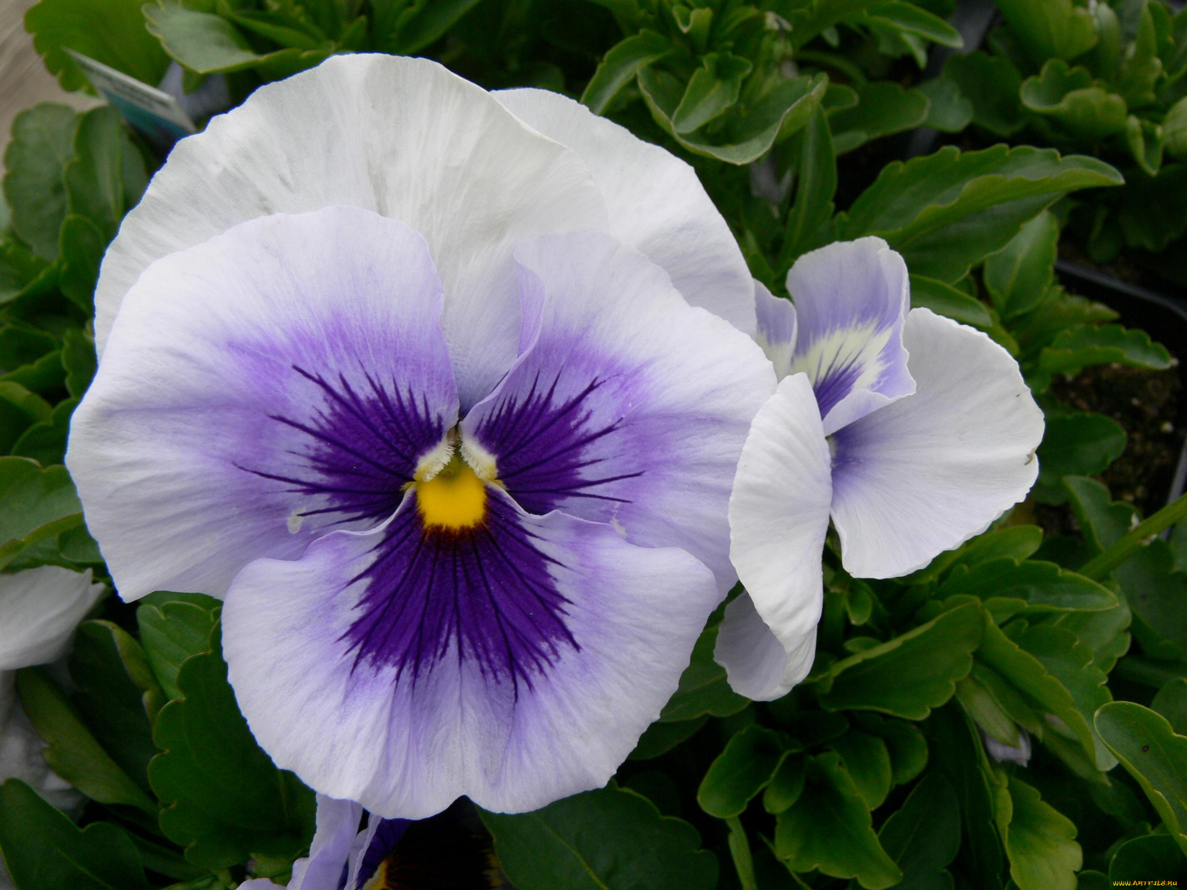 цветы, анютины, глазки, садовые, фиалки