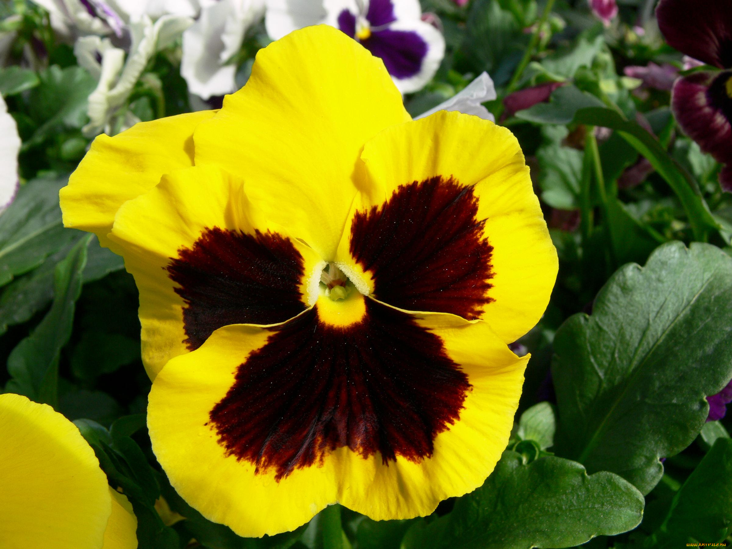 цветы, анютины, глазки, садовые, фиалки