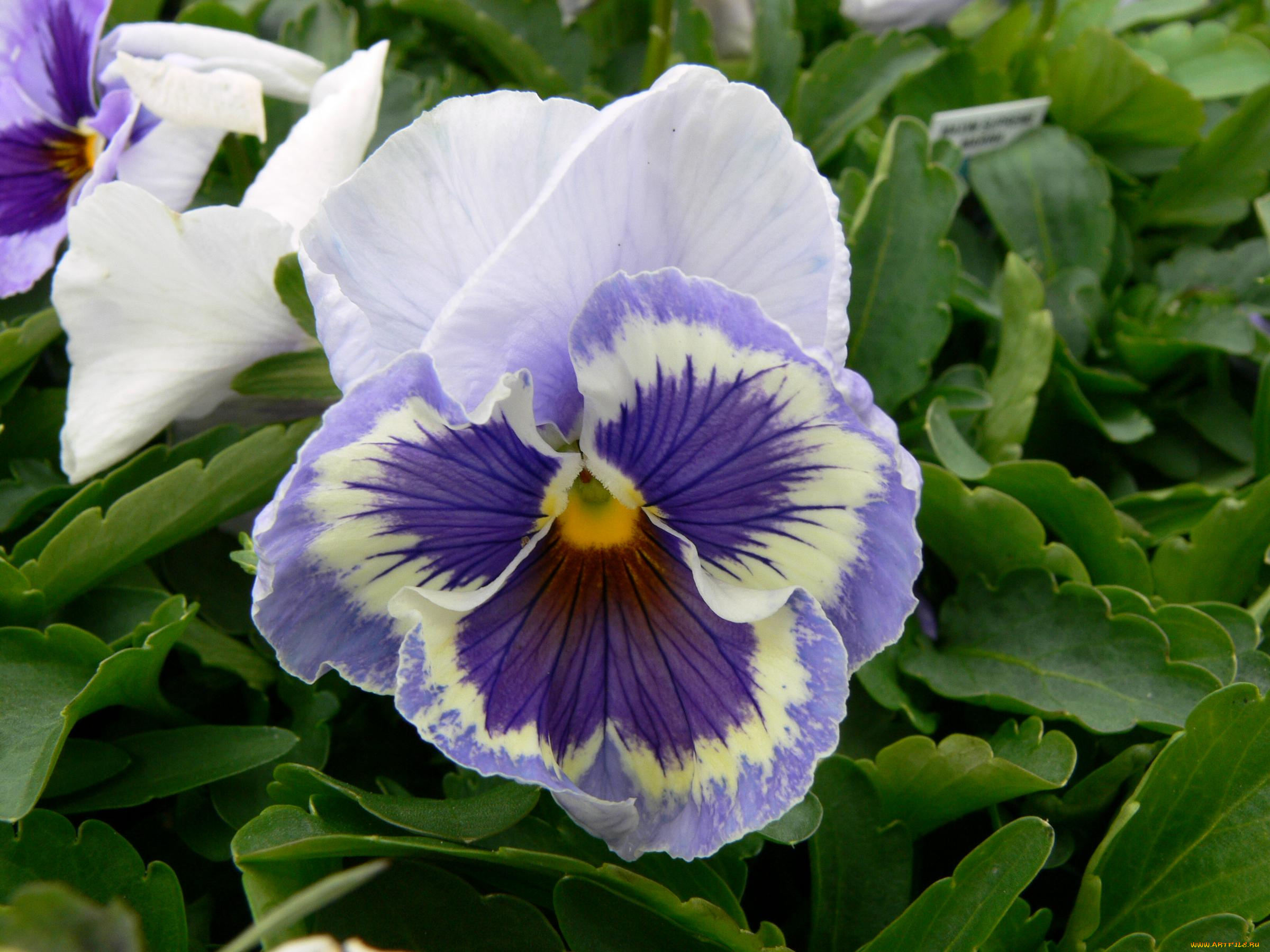 цветы, анютины, глазки, садовые, фиалки