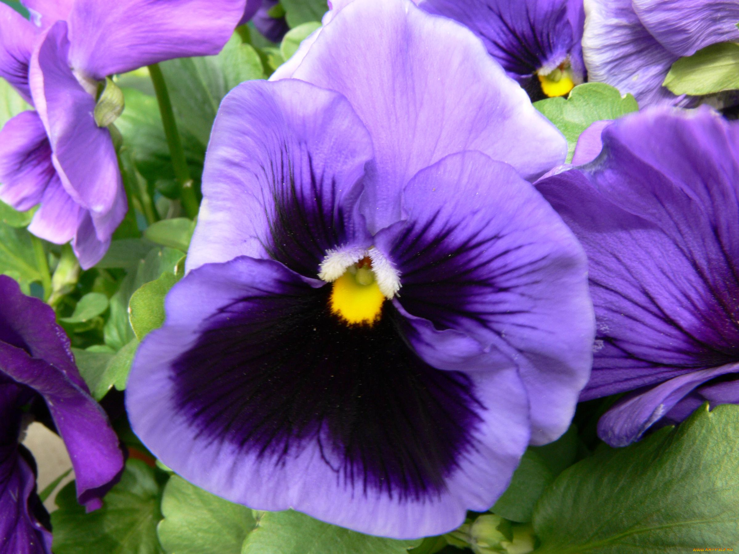 цветы, анютины, глазки, садовые, фиалки