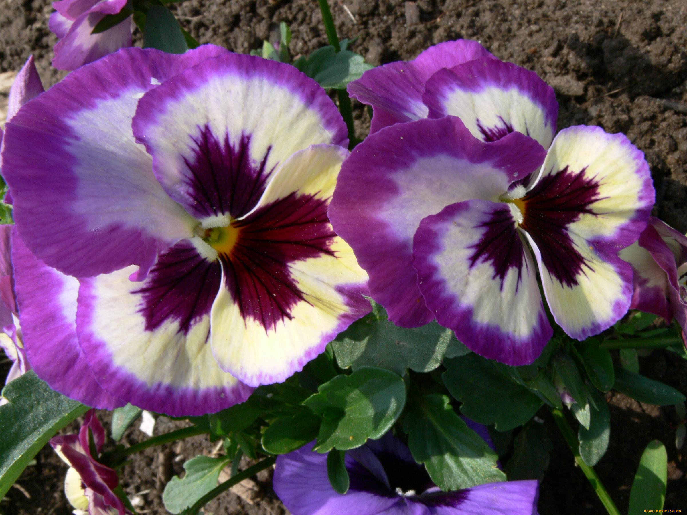 цветы, анютины, глазки, садовые, фиалки