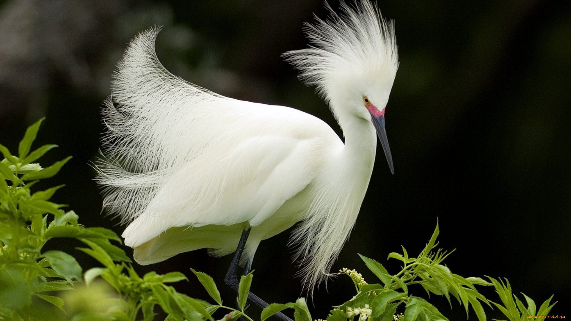 животные, цапли