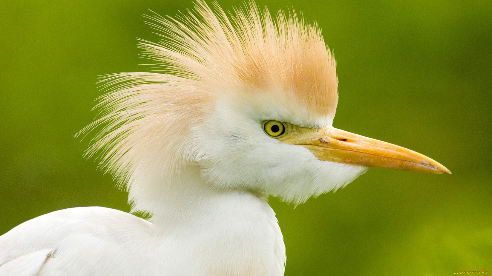 животные, цапли