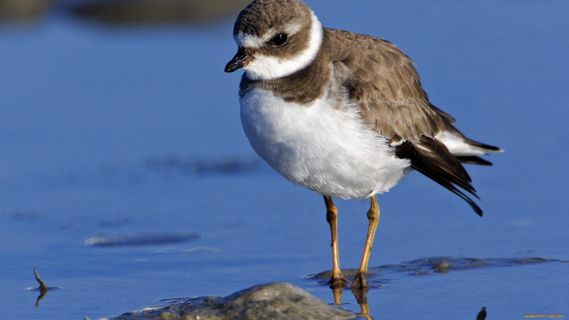 животные, Чайки, бакланы, крачки